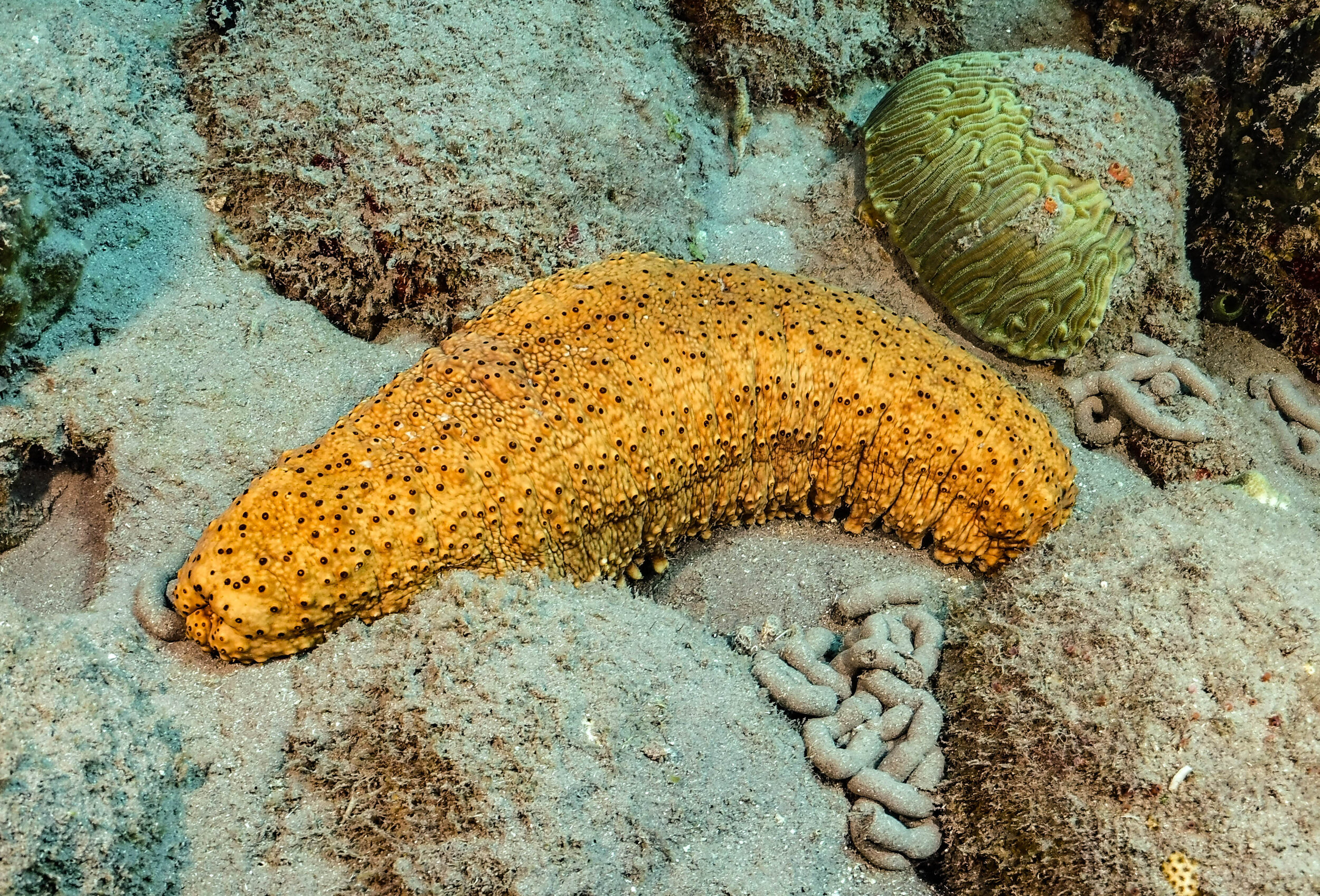  Sea Cucumber 