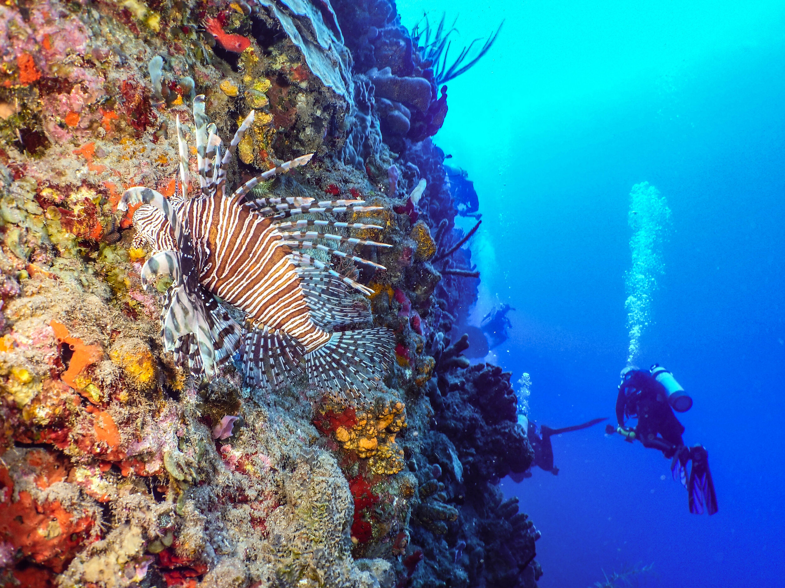  Lionfish 