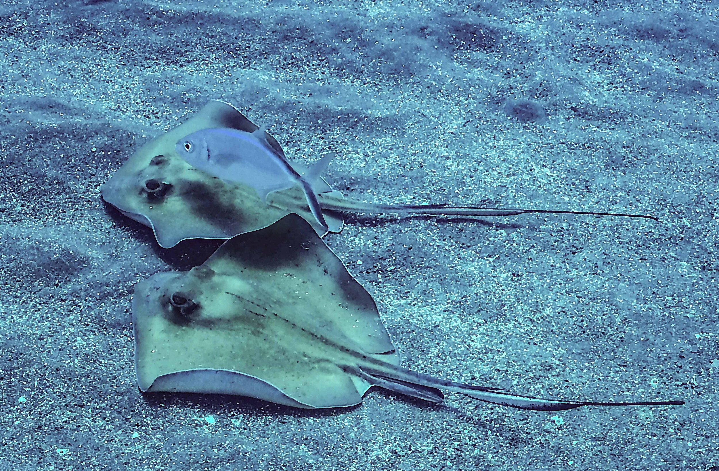  Sting Rays 