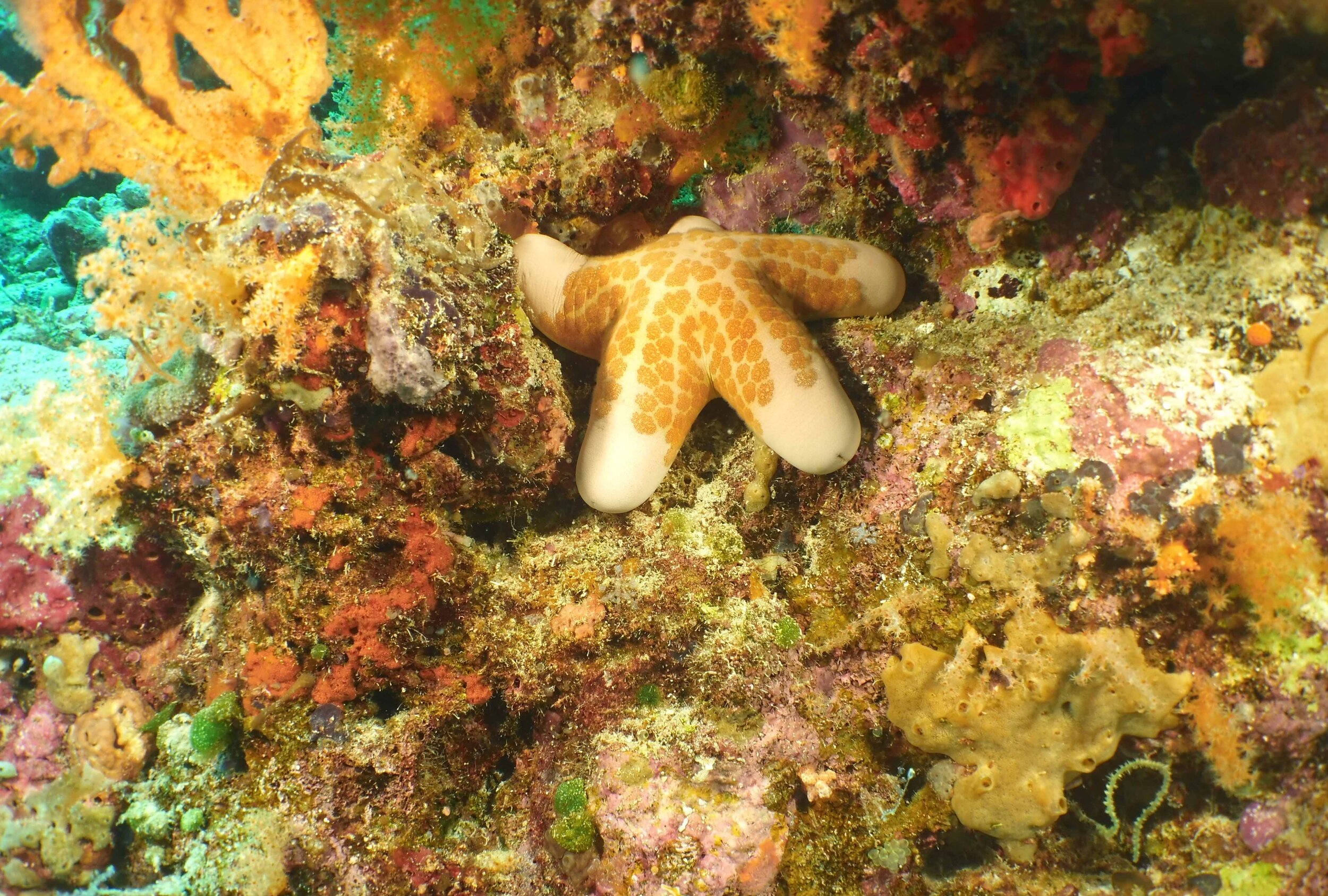  Granular Sea Star 