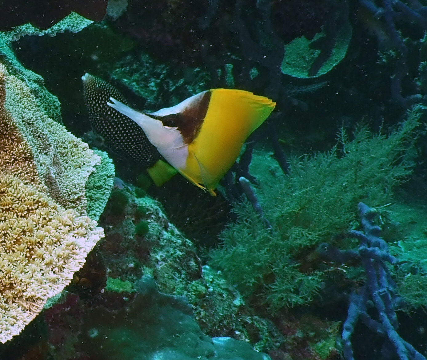  Longnose Butterflyfish and Yellow Tamarine Wrasse 