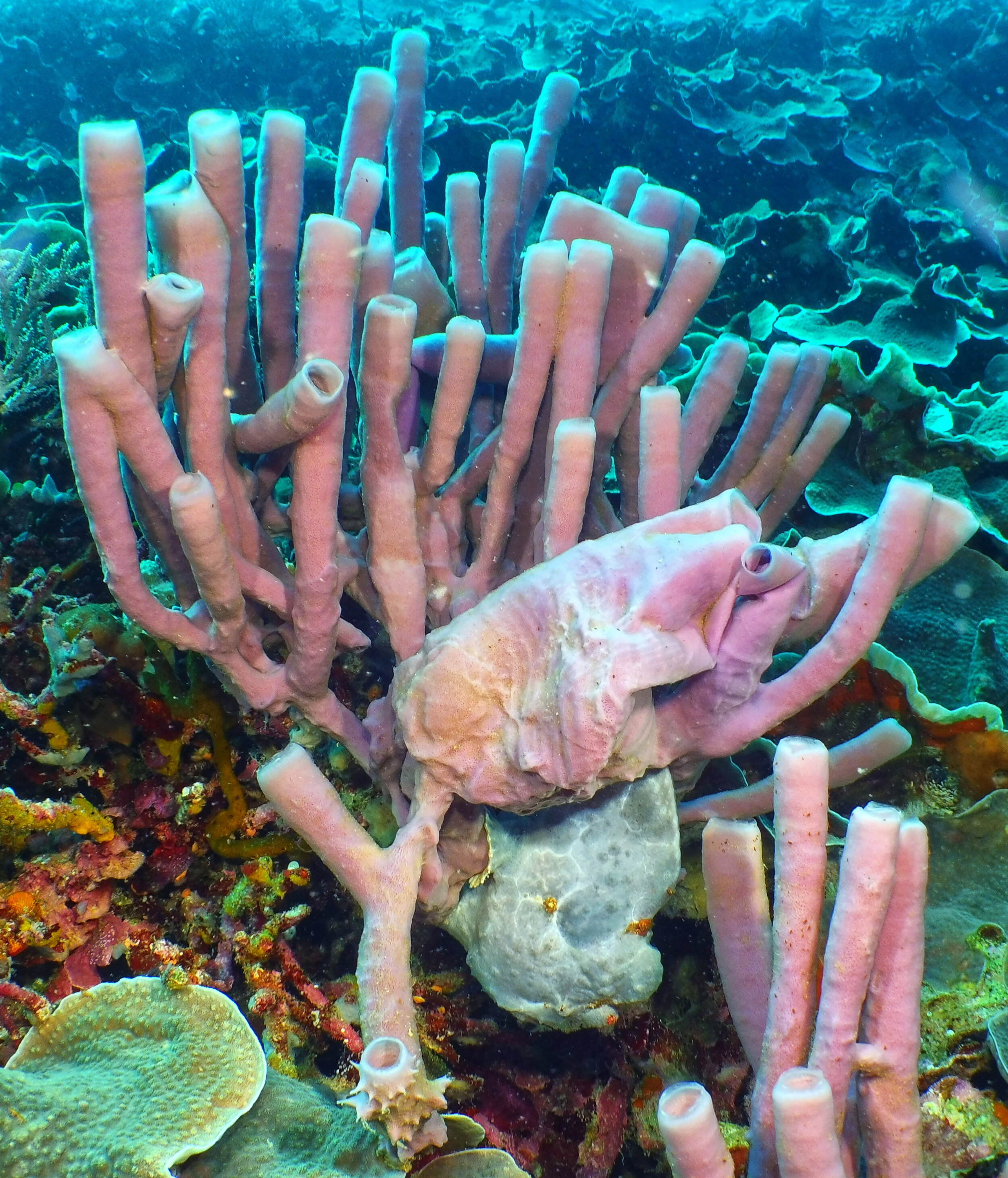  Frogfish in Tube Sponge 