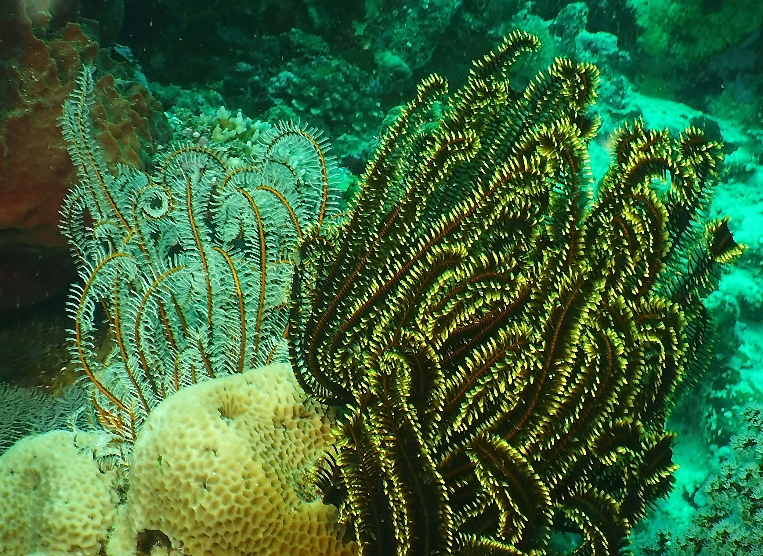  Feather Stars 