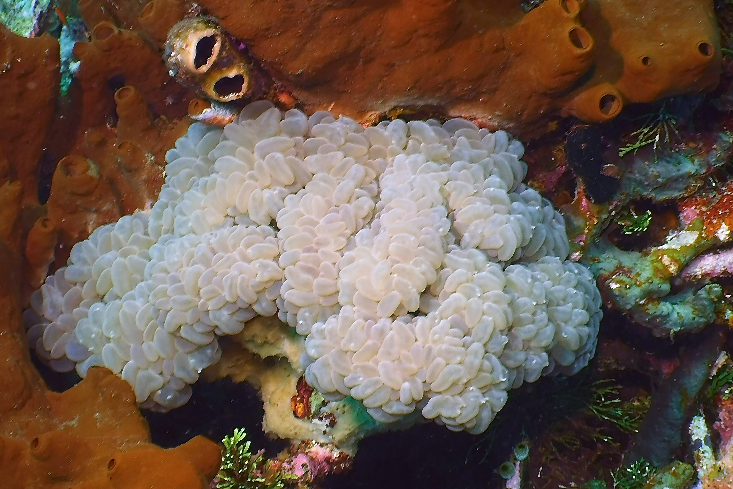  Bubble Coral 