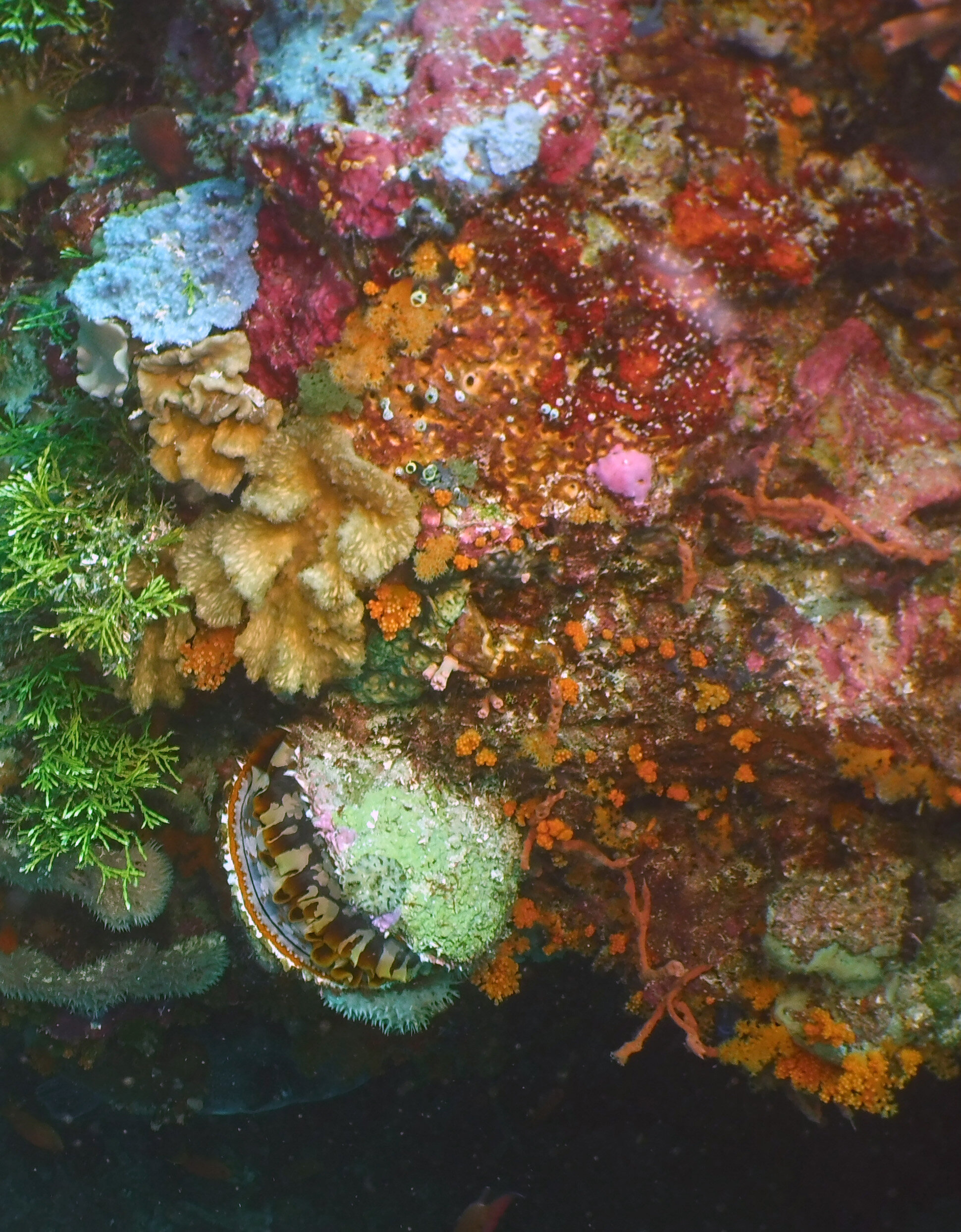  Giant Clam 