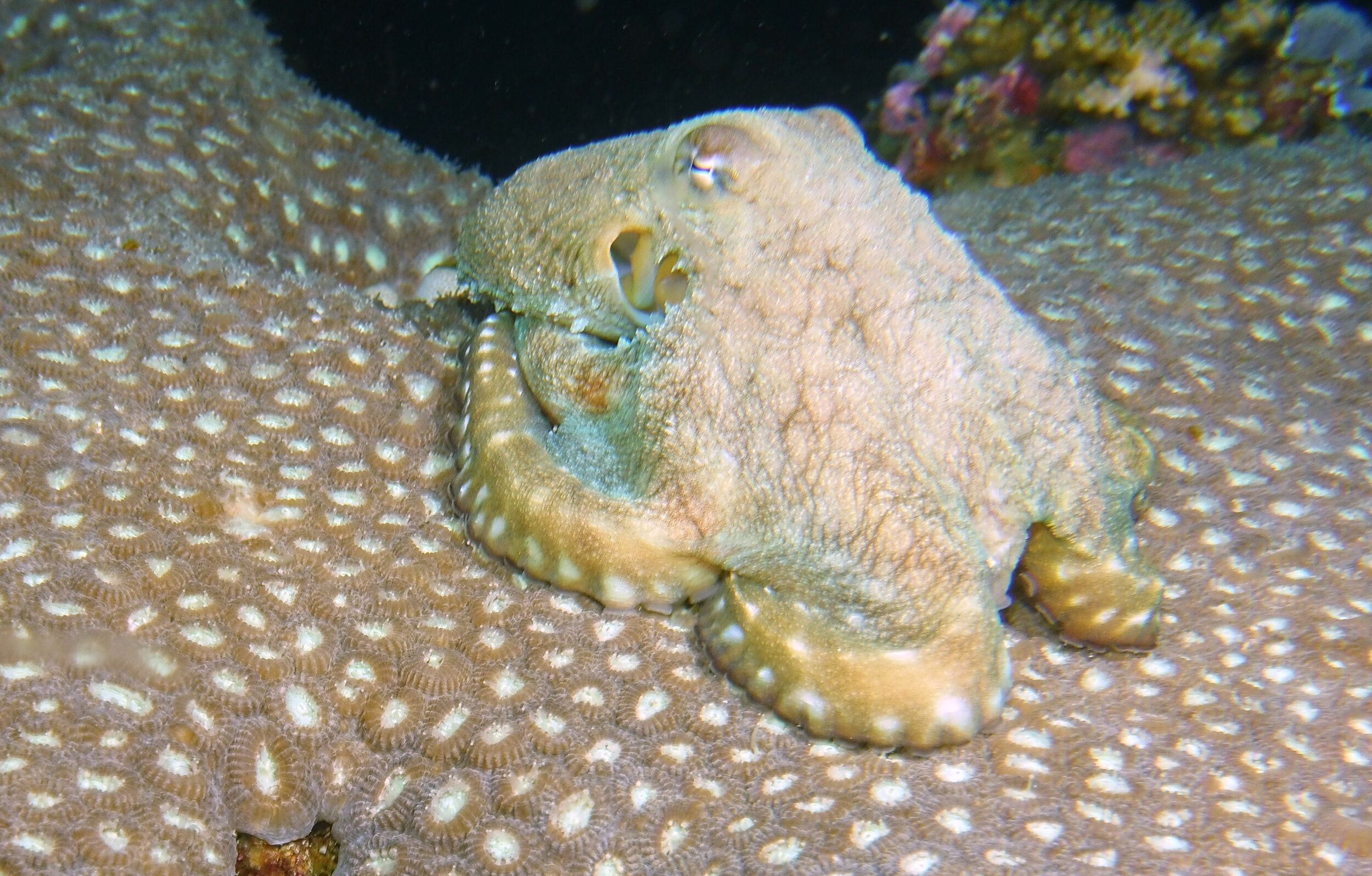  Octopus 