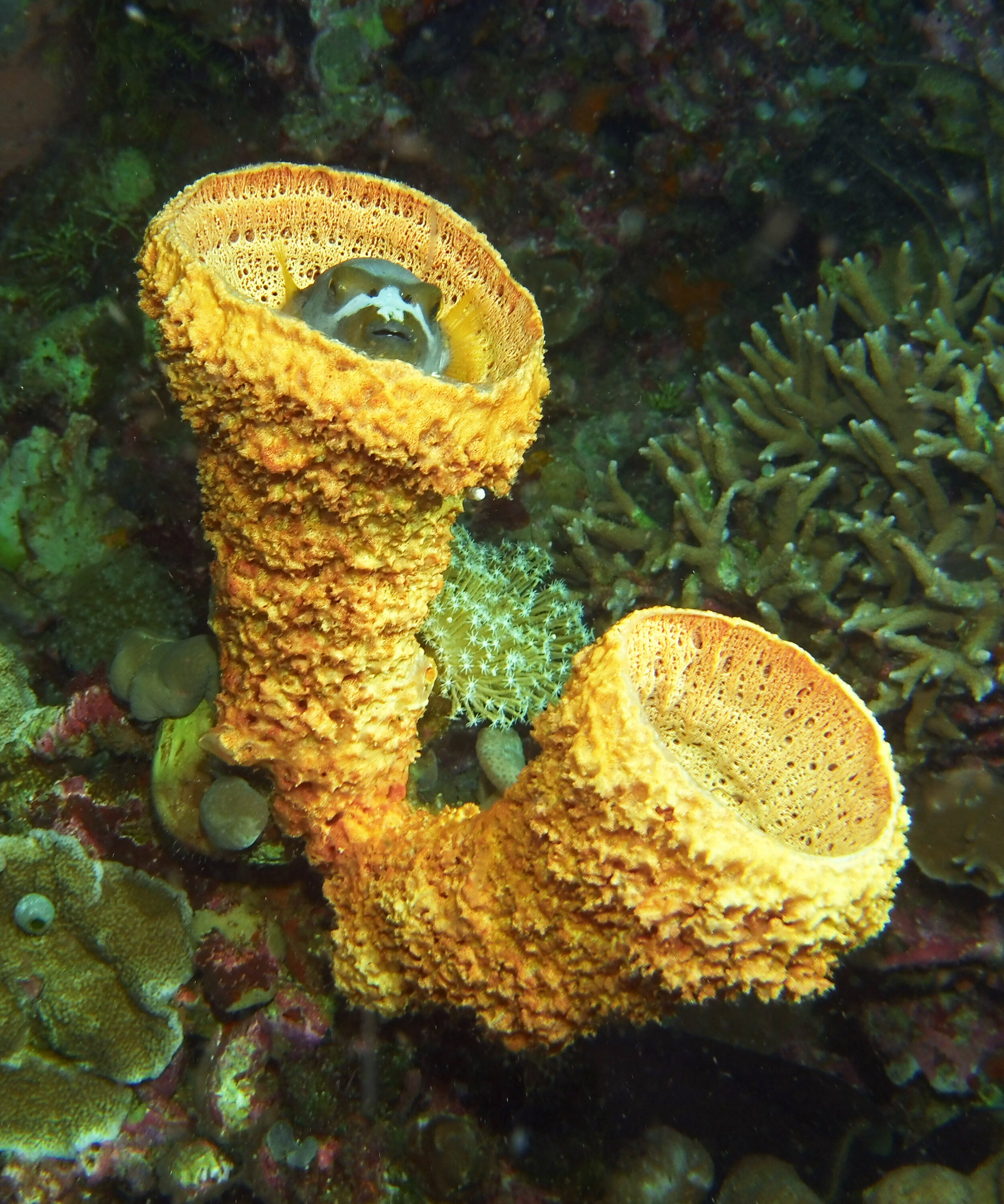  Pufferfish in Tube Sponge 