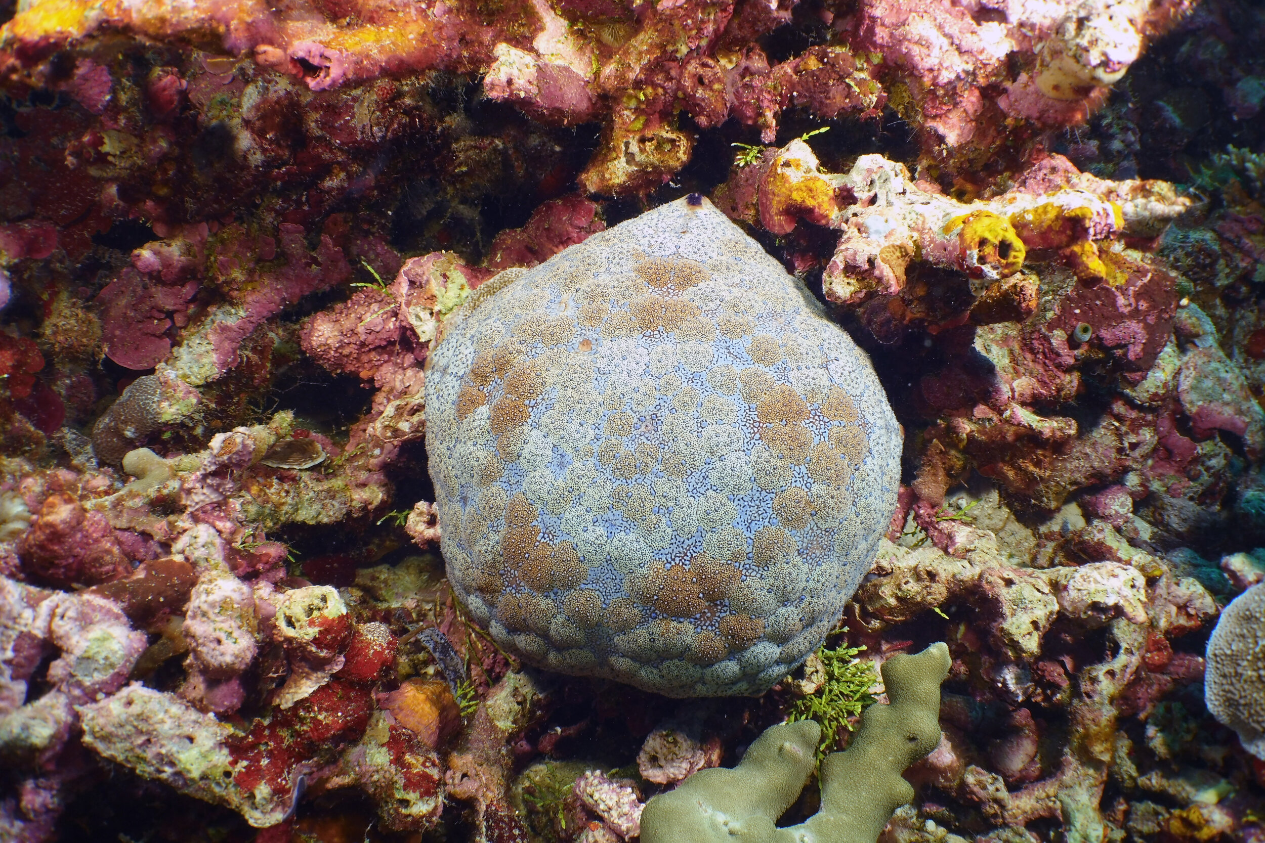  Pin Cushion Sea Star 