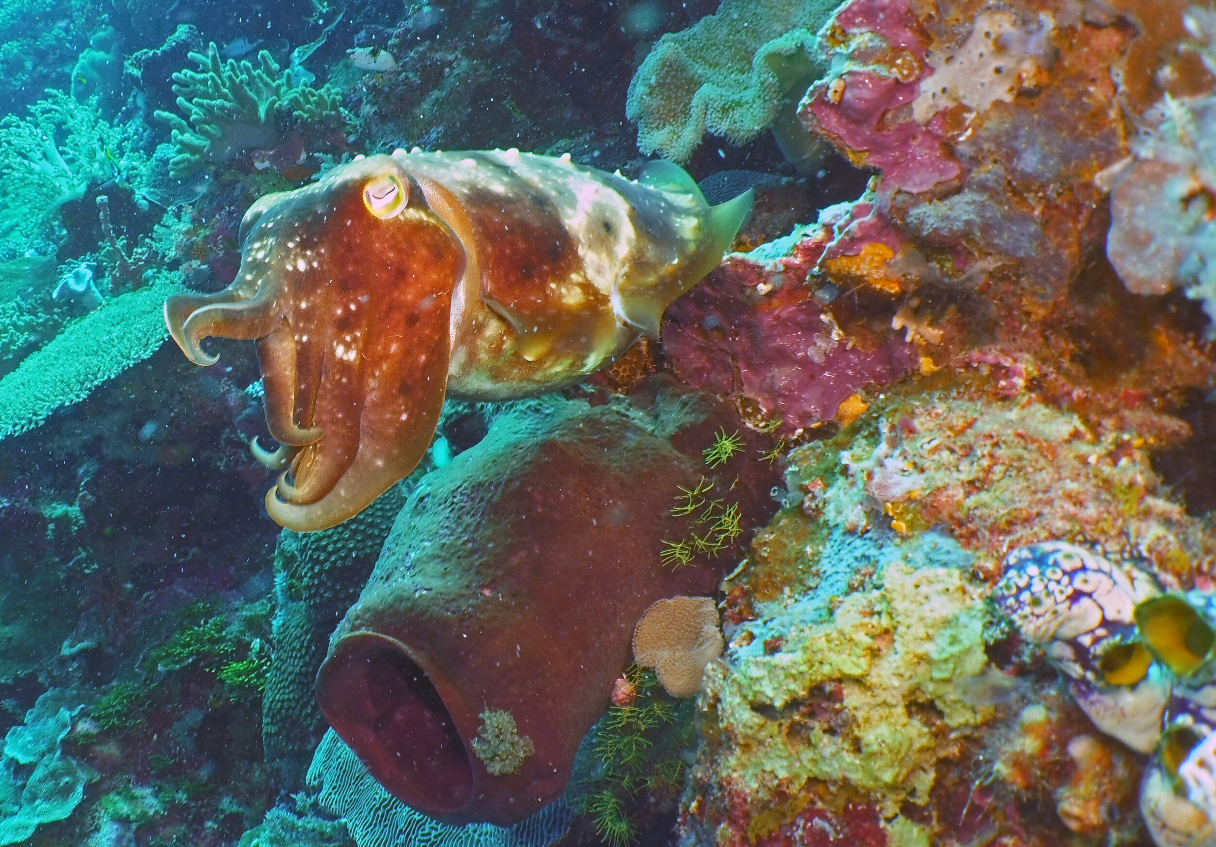  Pharoah Cuttlefish 