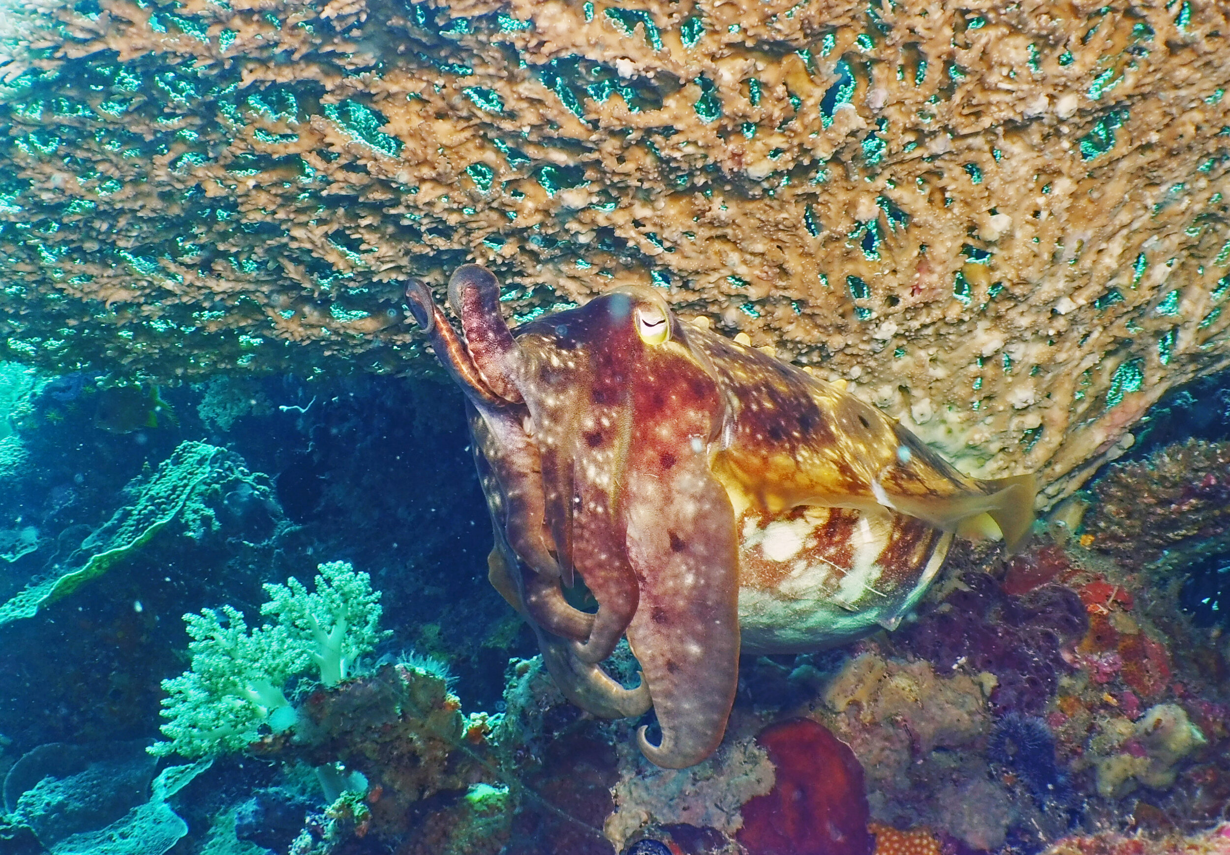  Pharoah Cuttlefish 