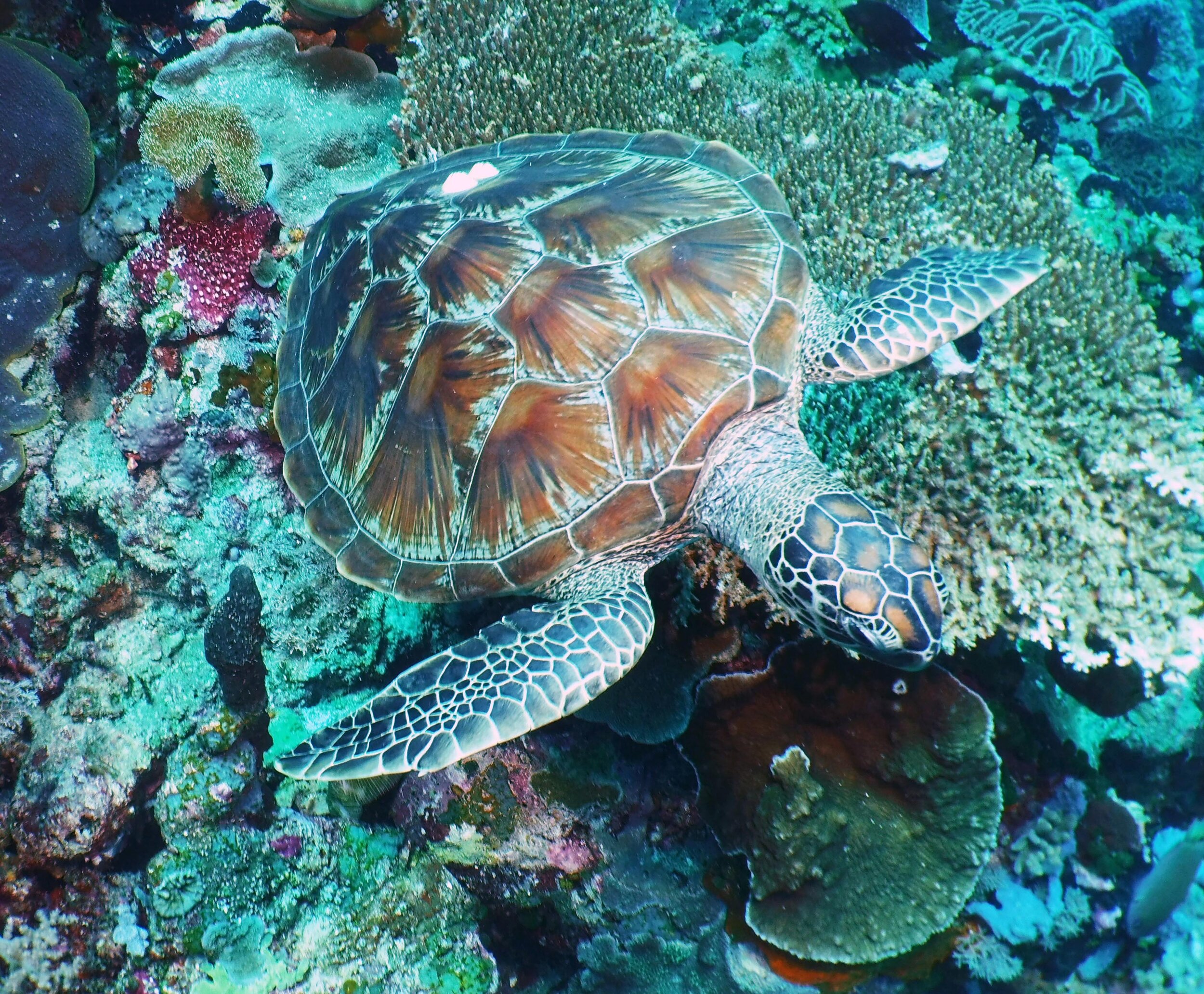  Green Sea Turtle 