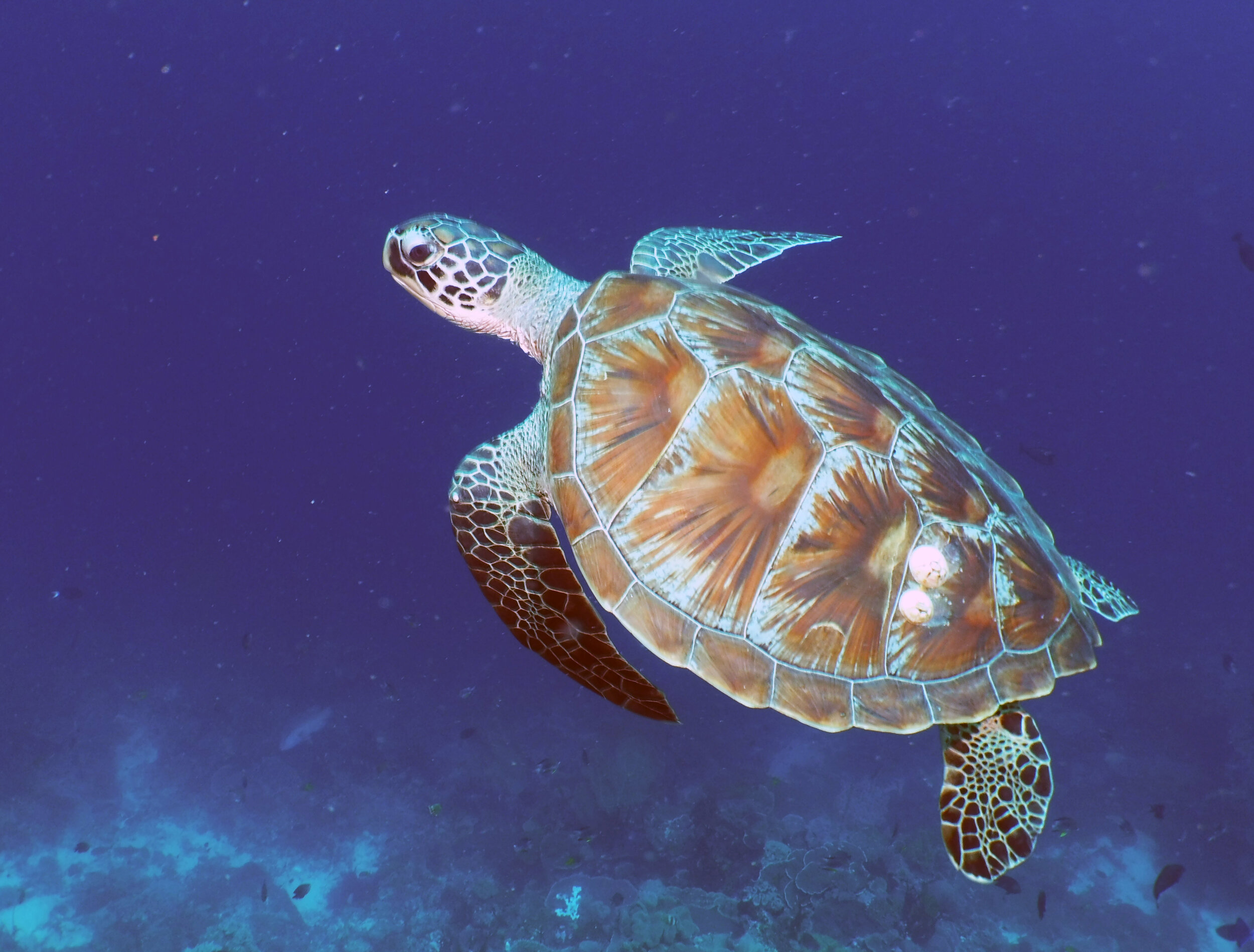  Green Sea Turtle 