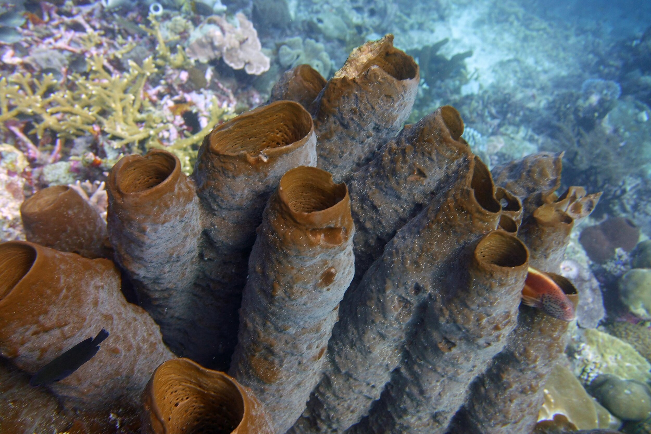  Tube Sponges 