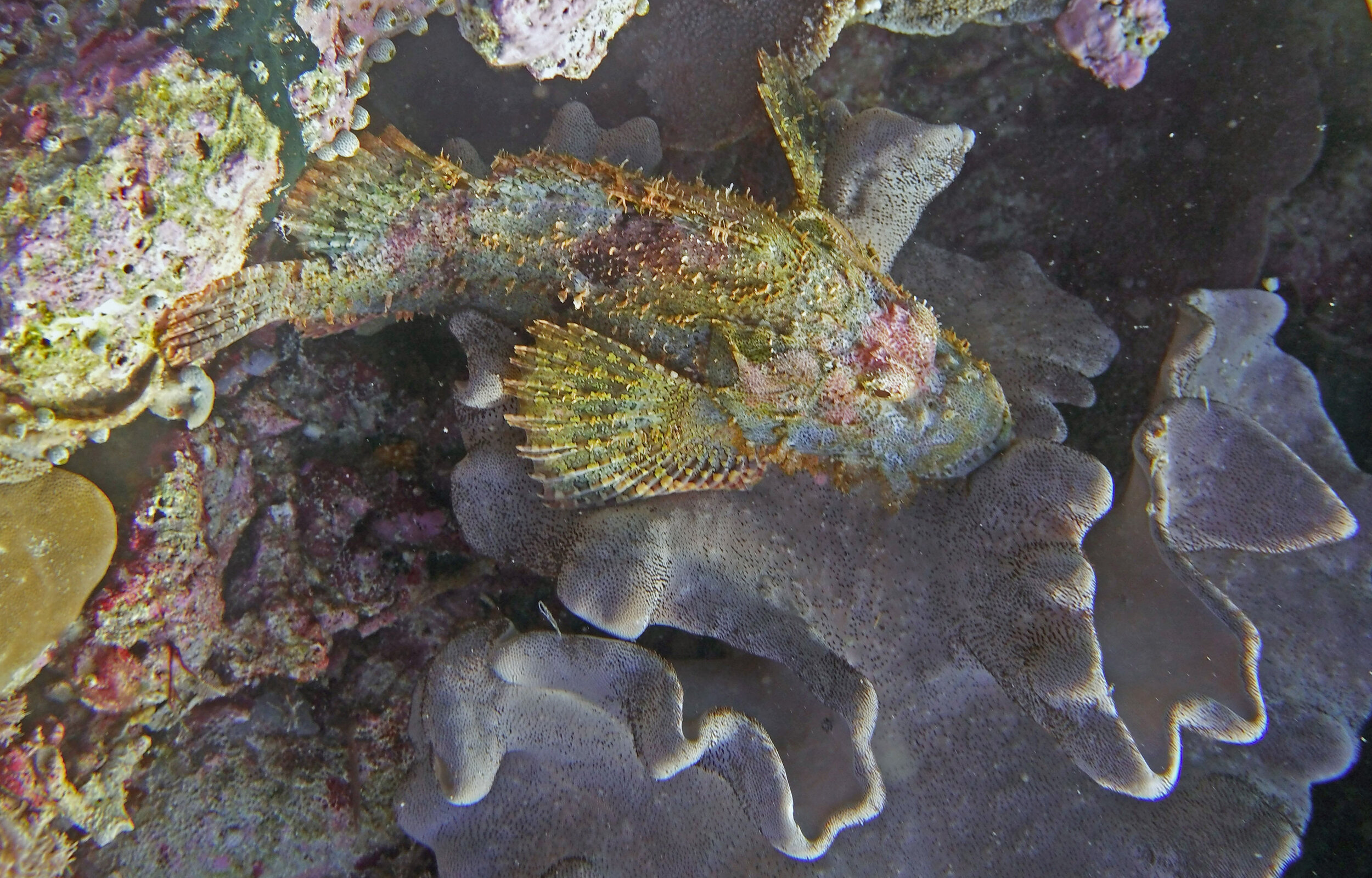  Crocodile Fish 