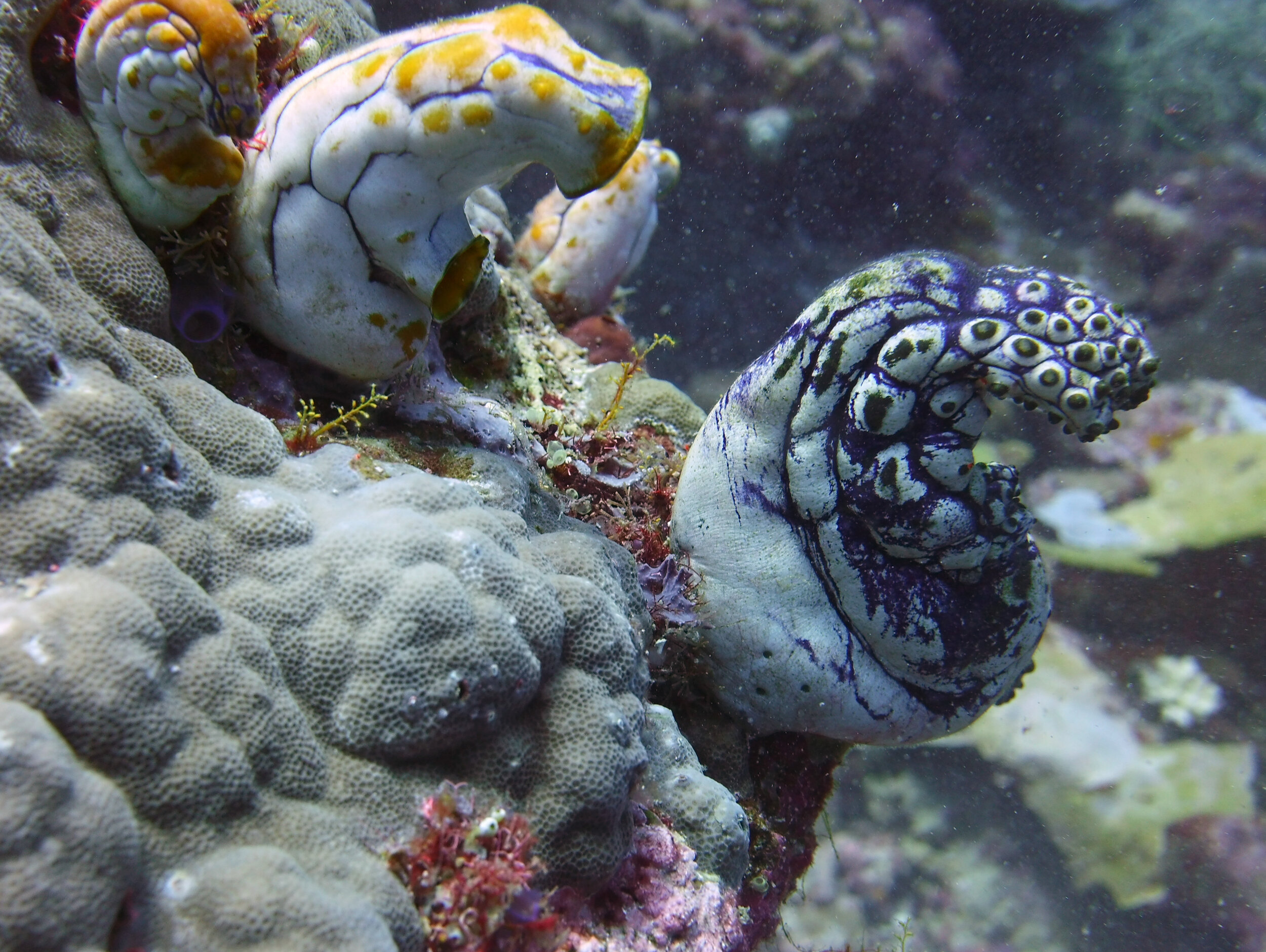  Tunicates 