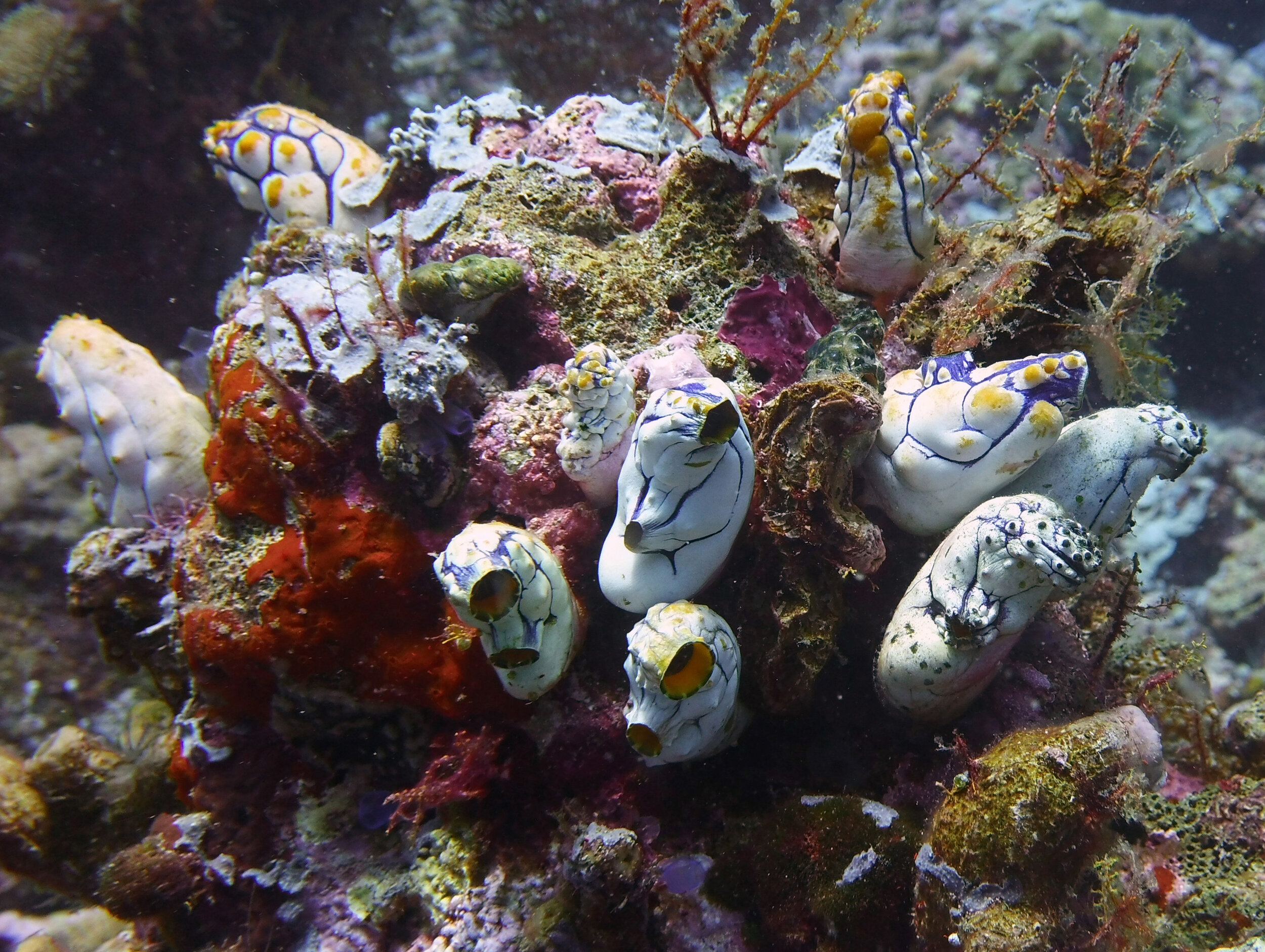  Tunicates 