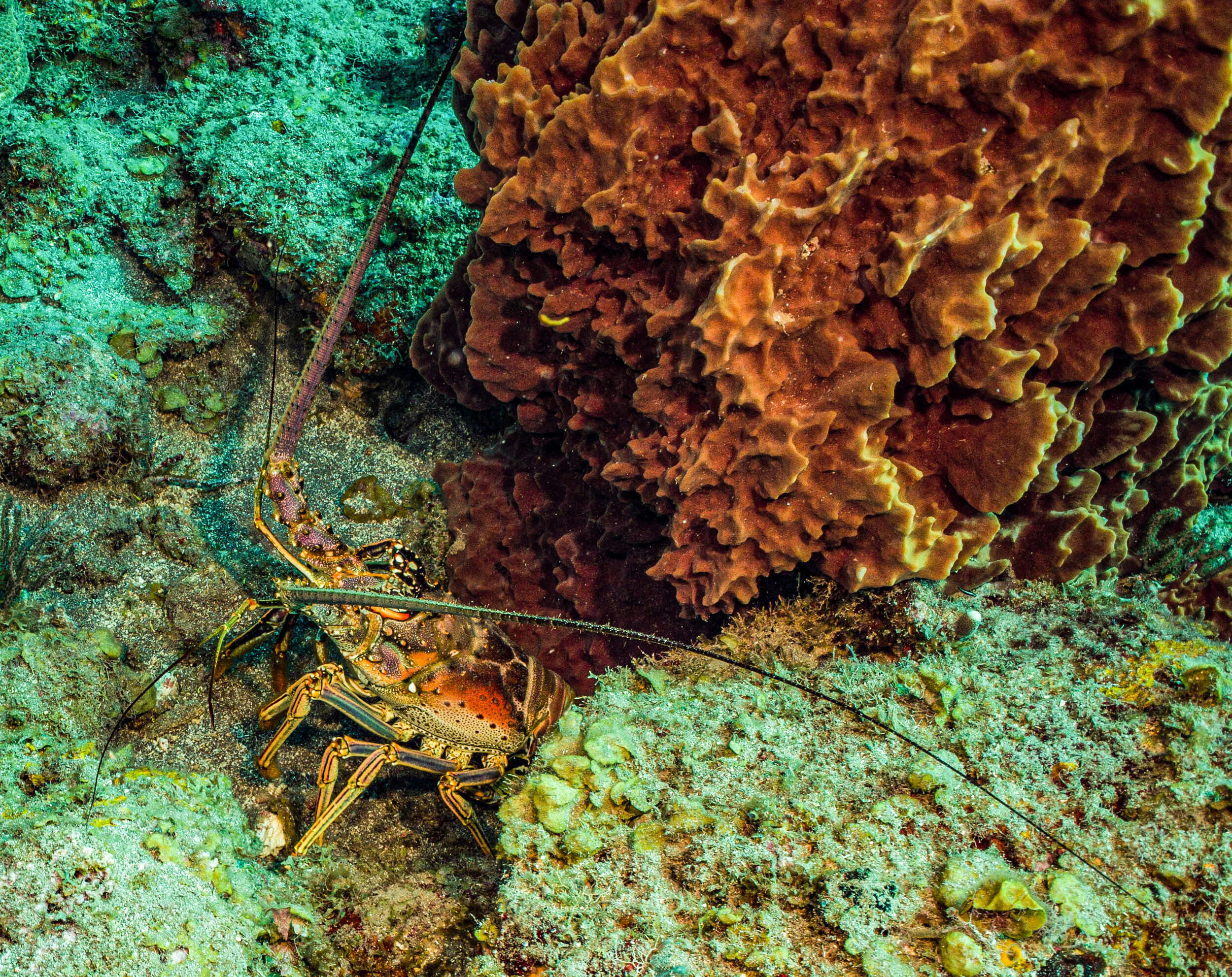  Spiny Lobster 