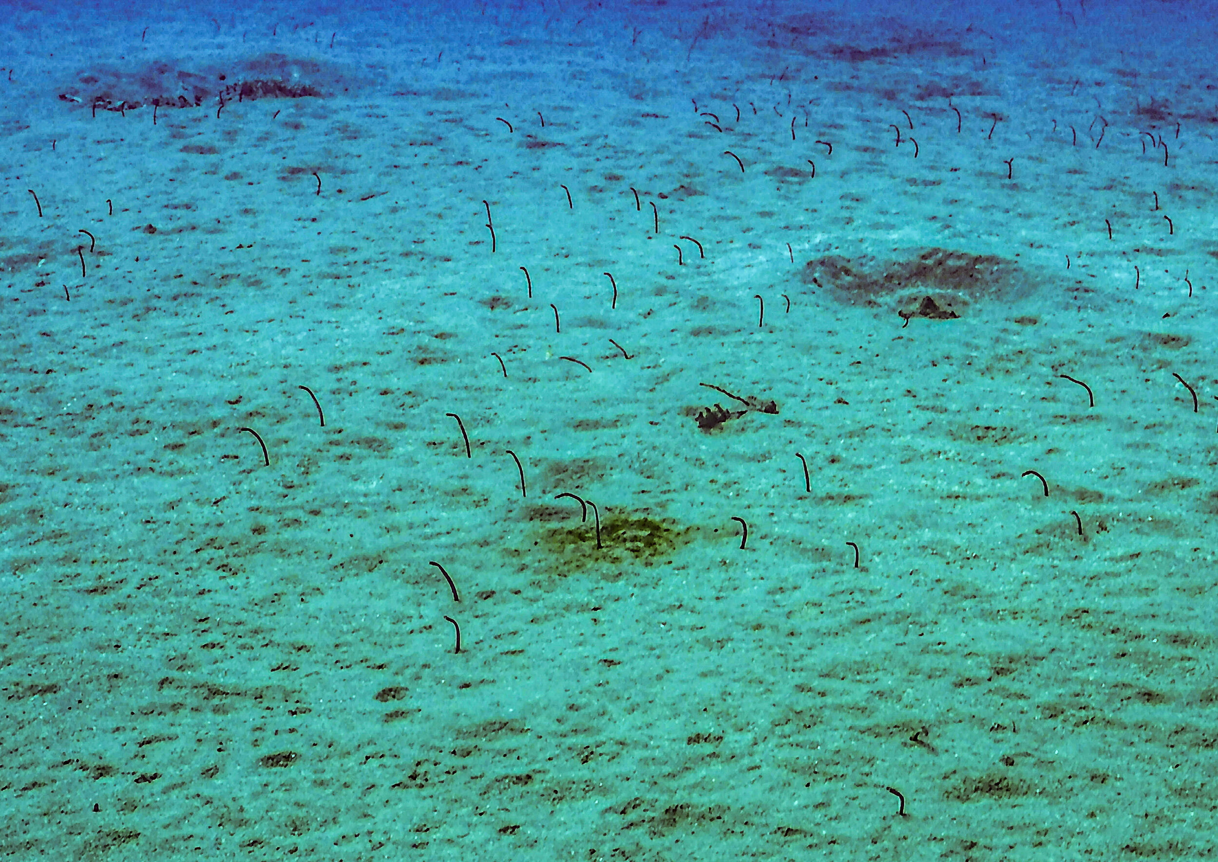  Garden Eels 