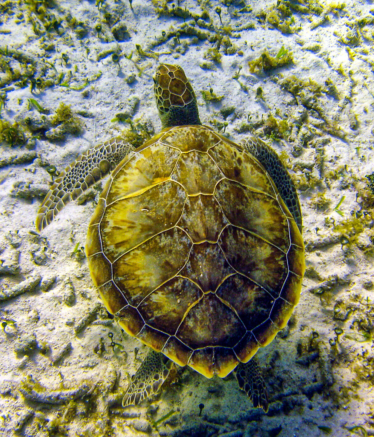  Green Sea Turtle 