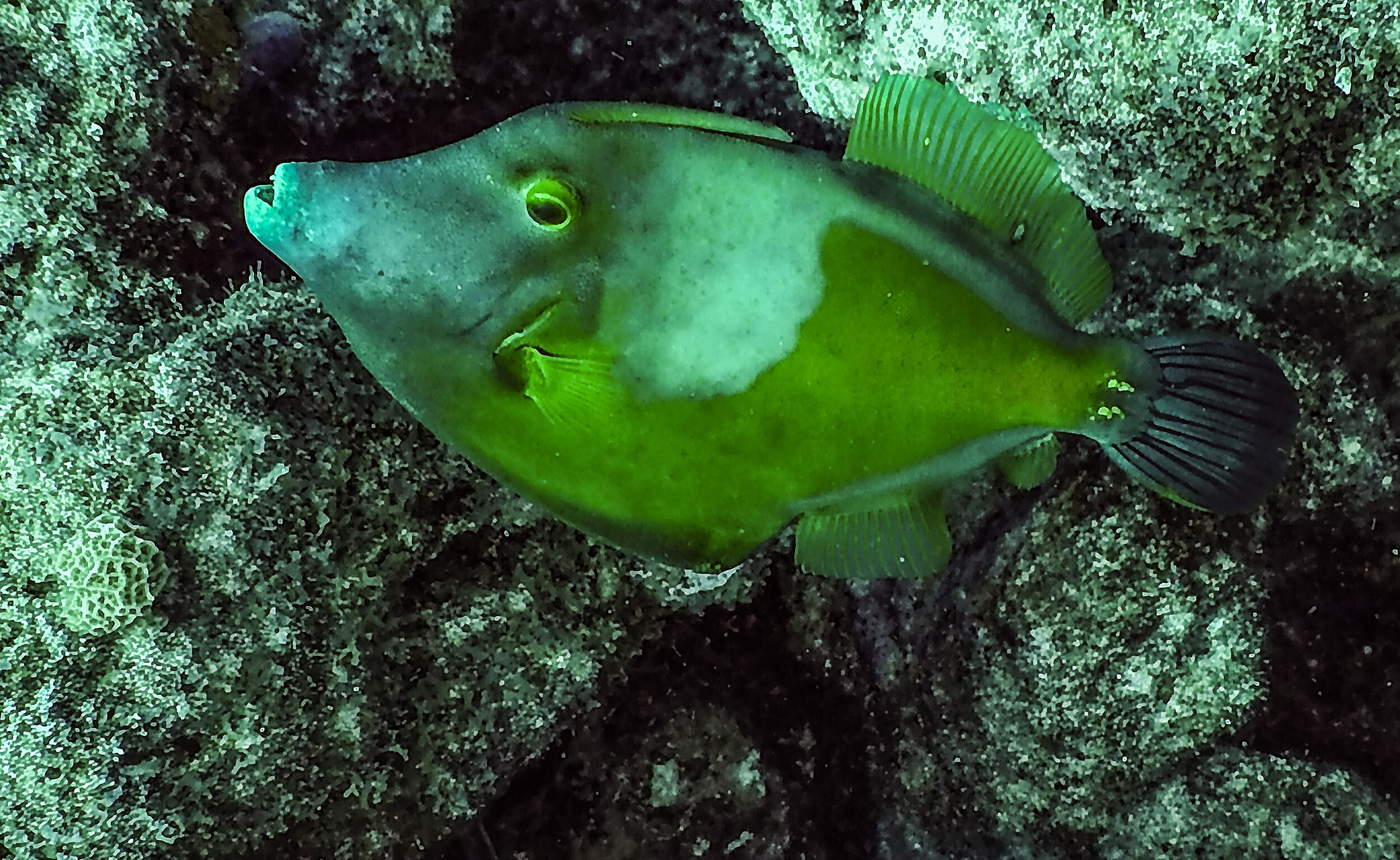  Filefish 