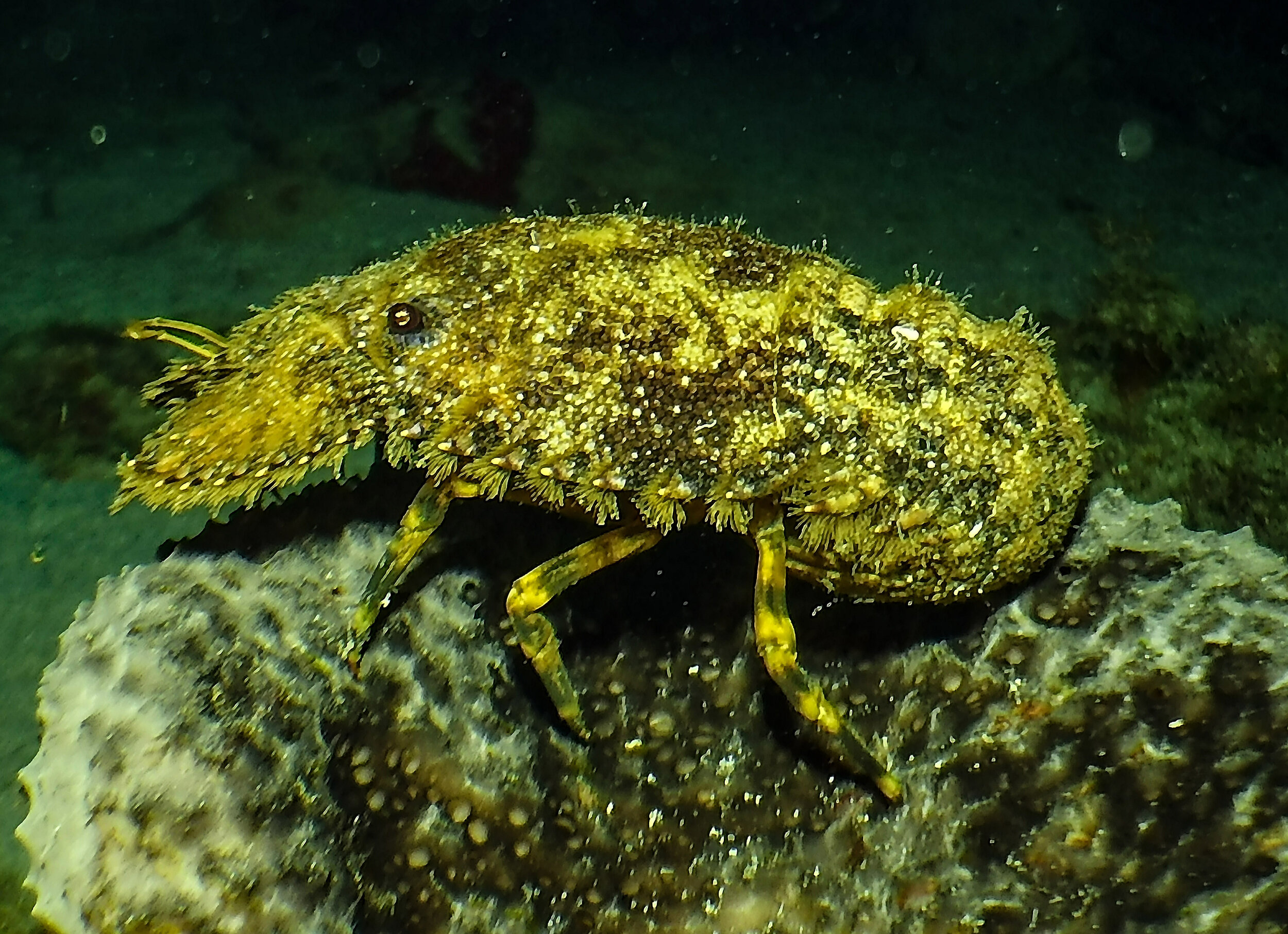  Slipper Lobster 