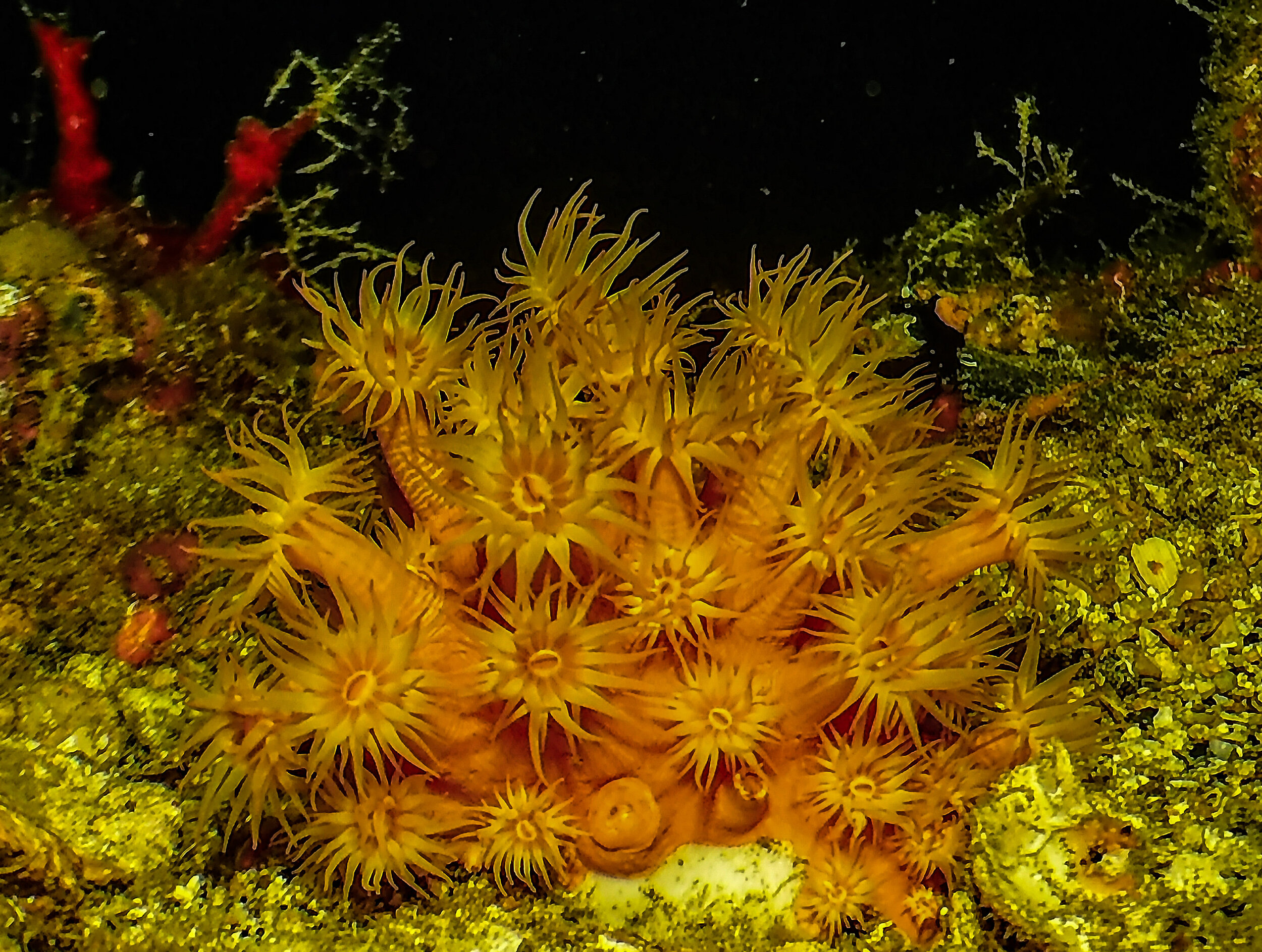  cup corals 