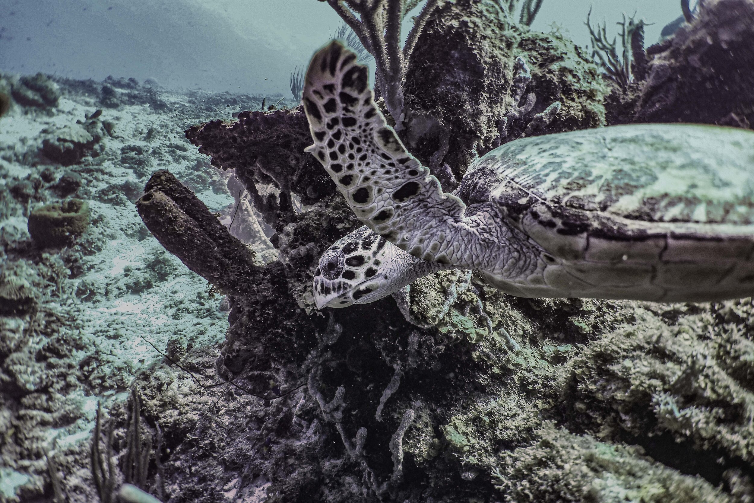  Hawksbill Sea Turtle 