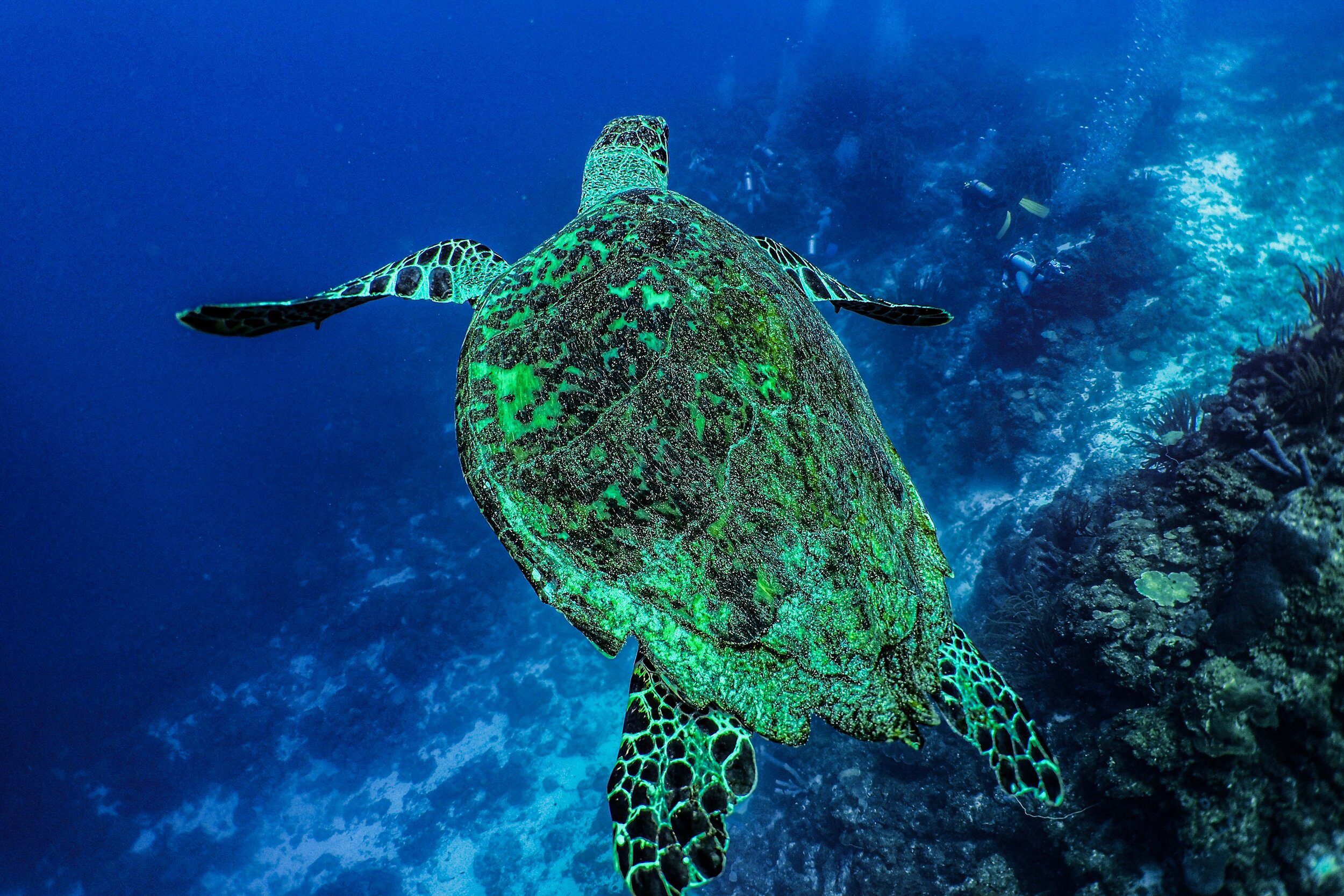  Hawksbill Sea Turtle 