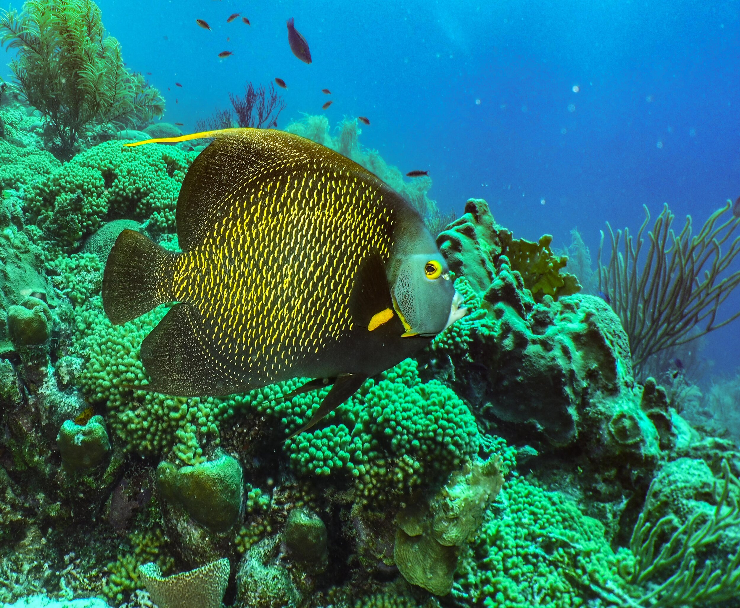  French Angelfish 