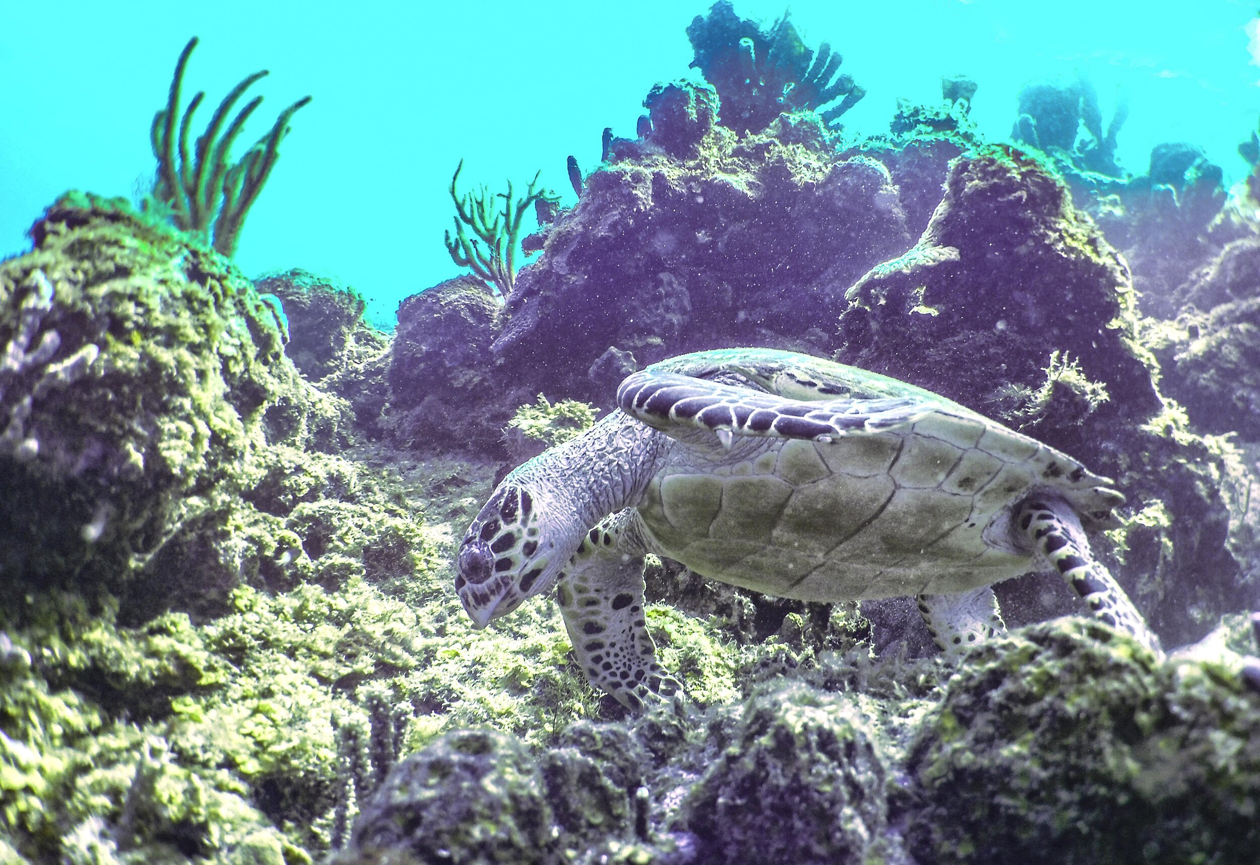  Hawksbill Sea Turtle 