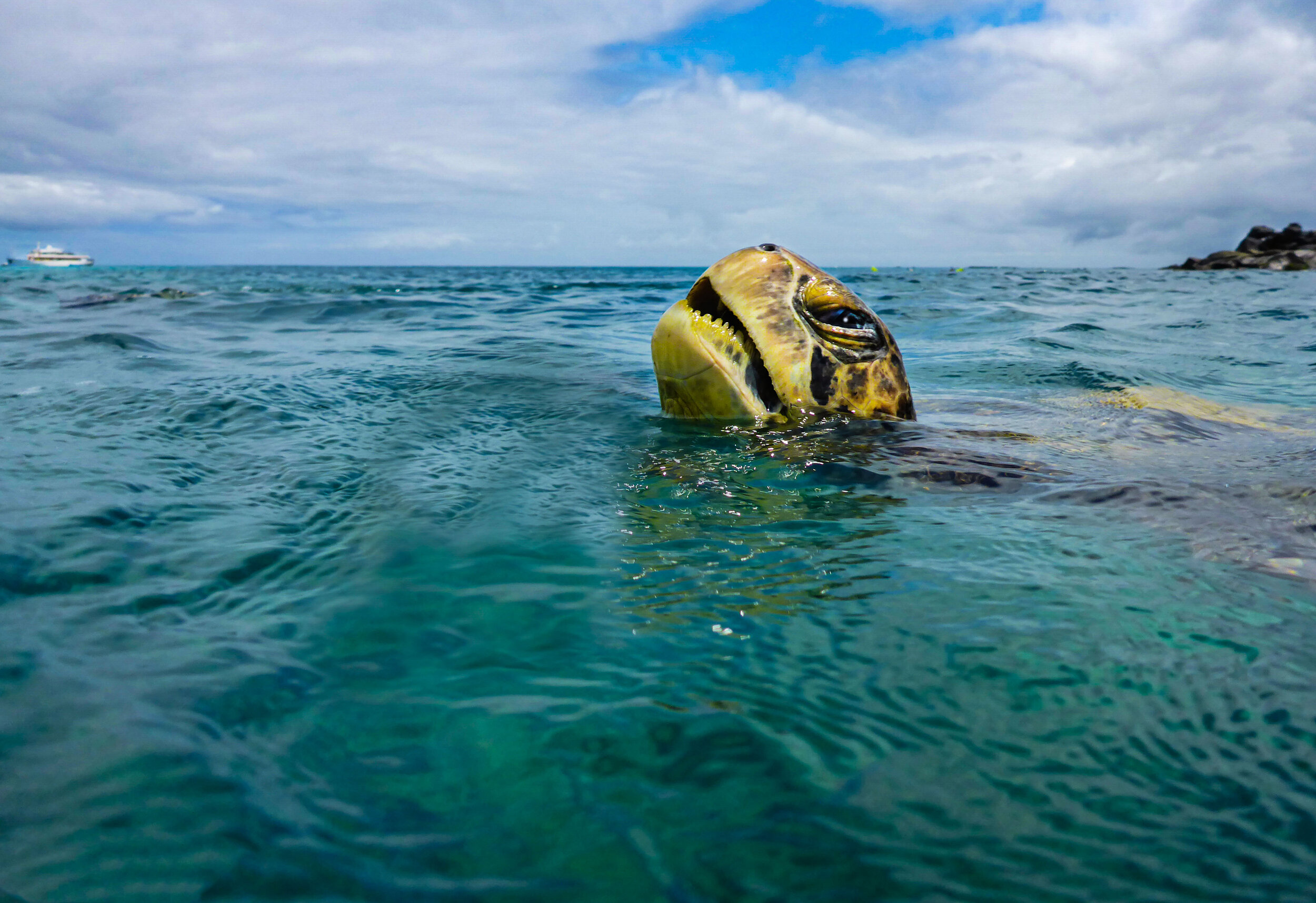  Green Sea Turtle 