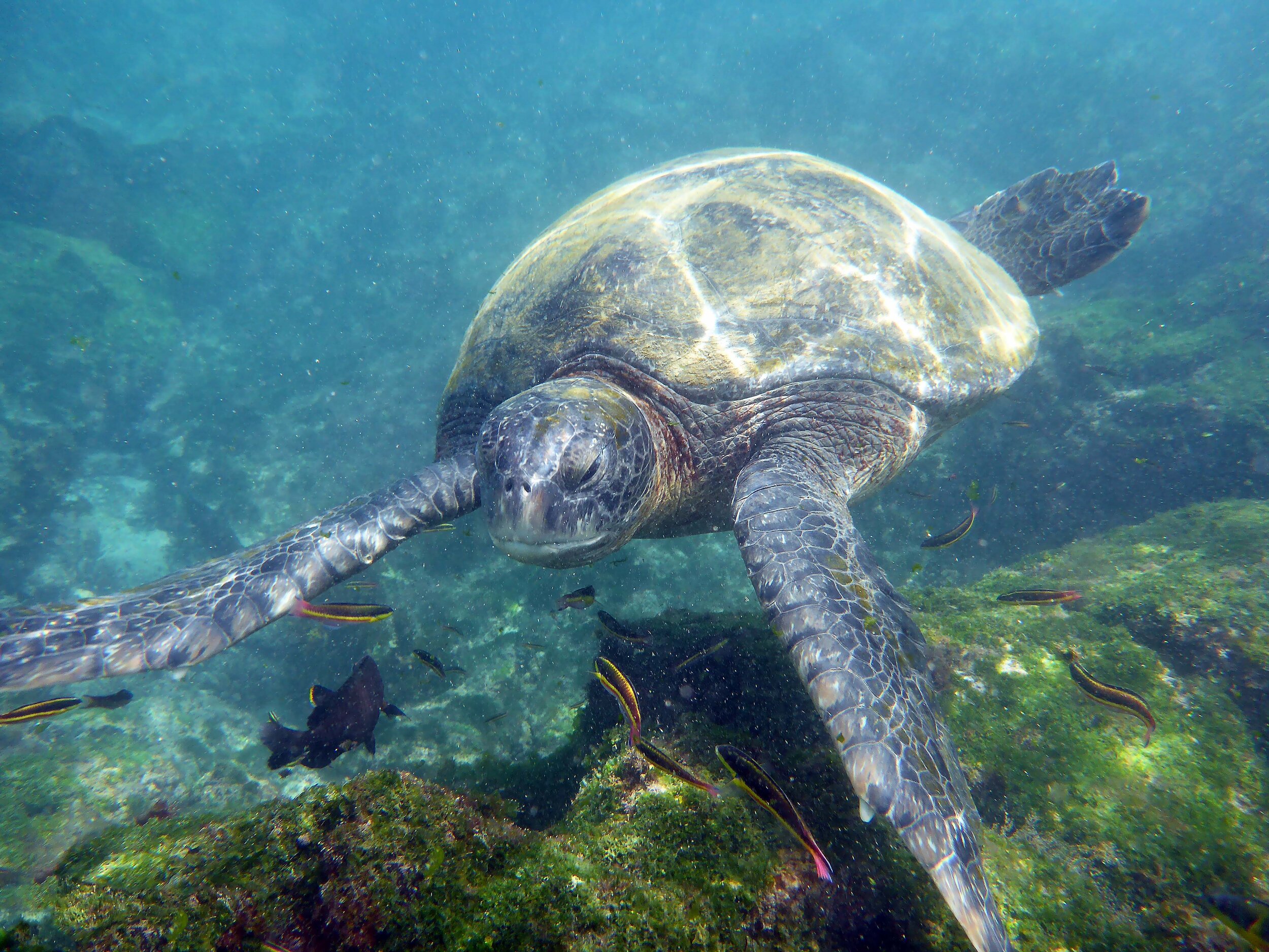  Green Sea Turtle 