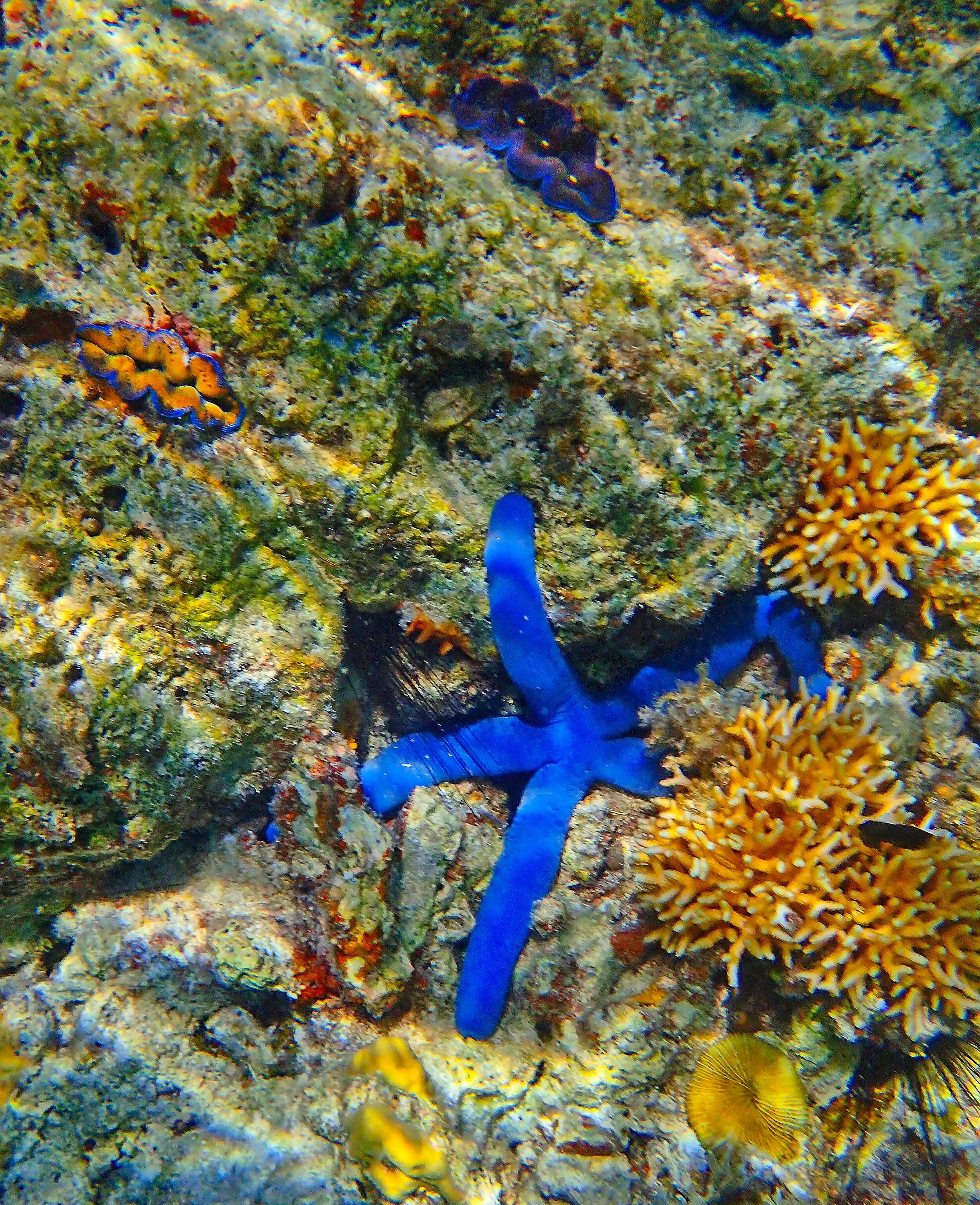  Blue Sea Star and Giant Clam 