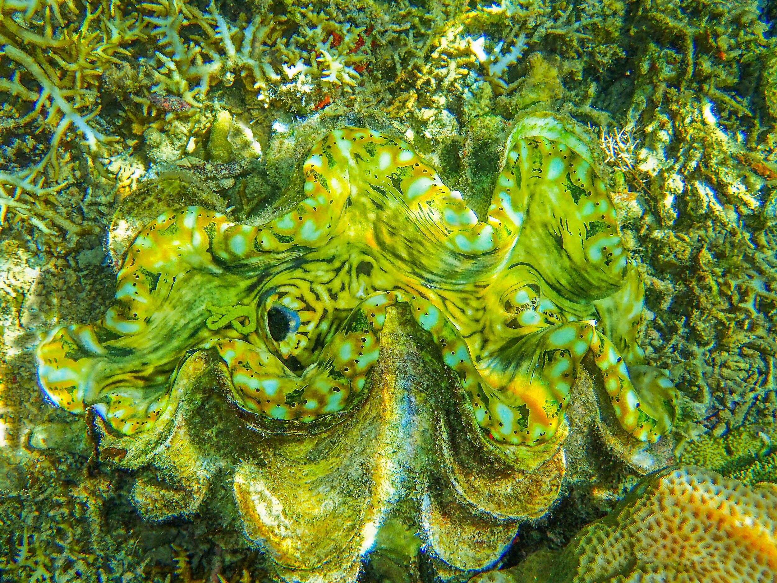  Giant Clam 