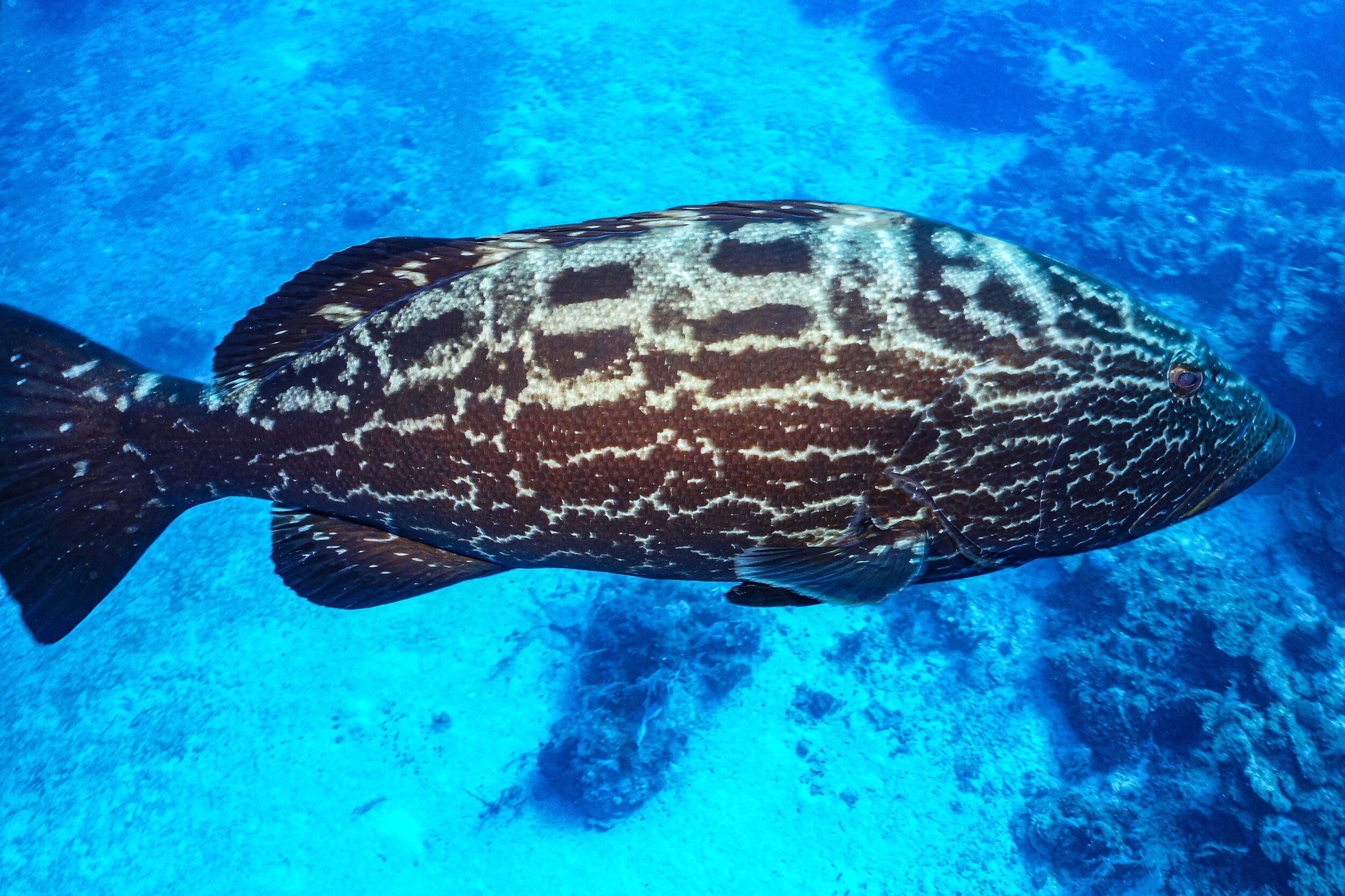  Yellowfin Grouper 