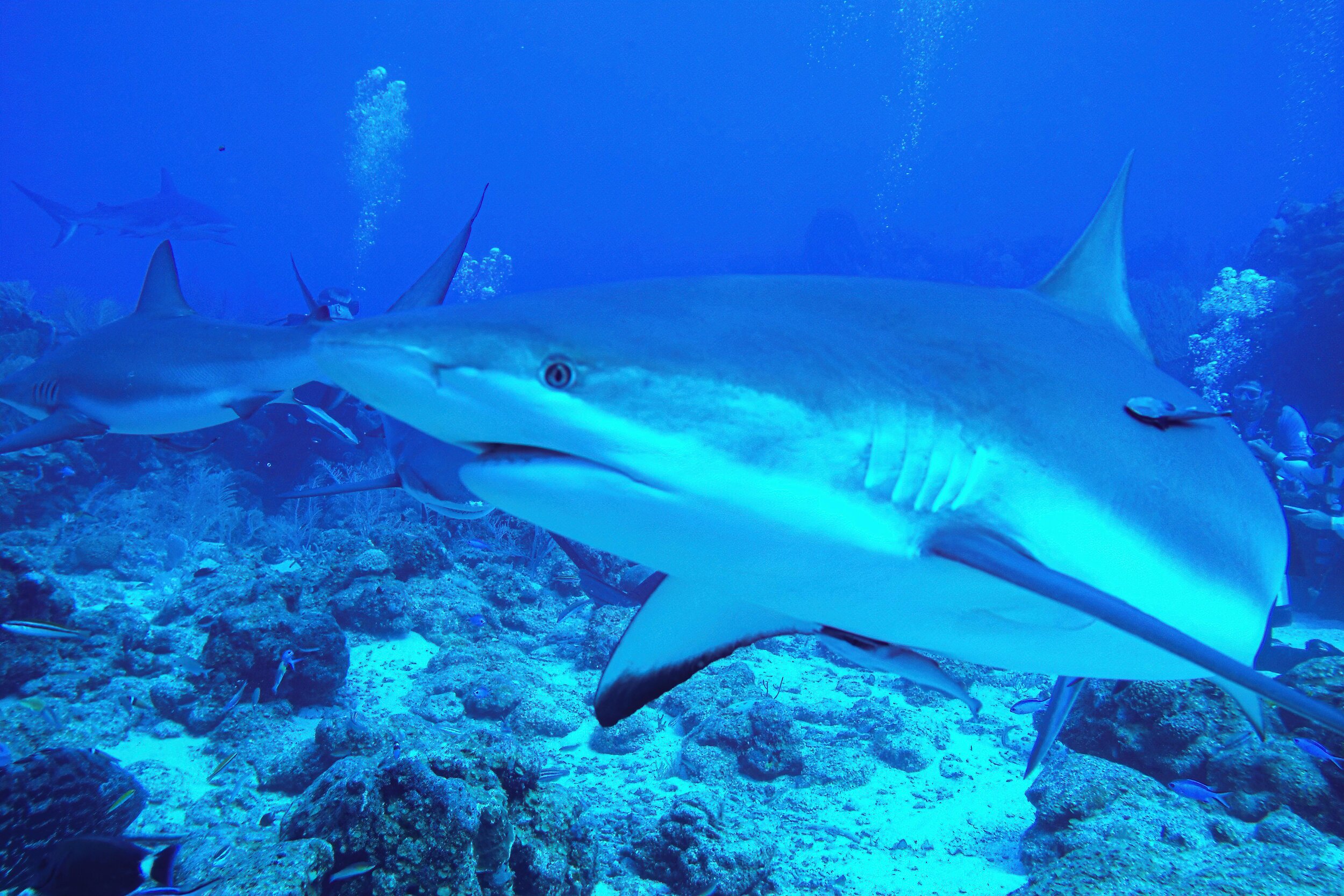  Caribbean Reef Shark 