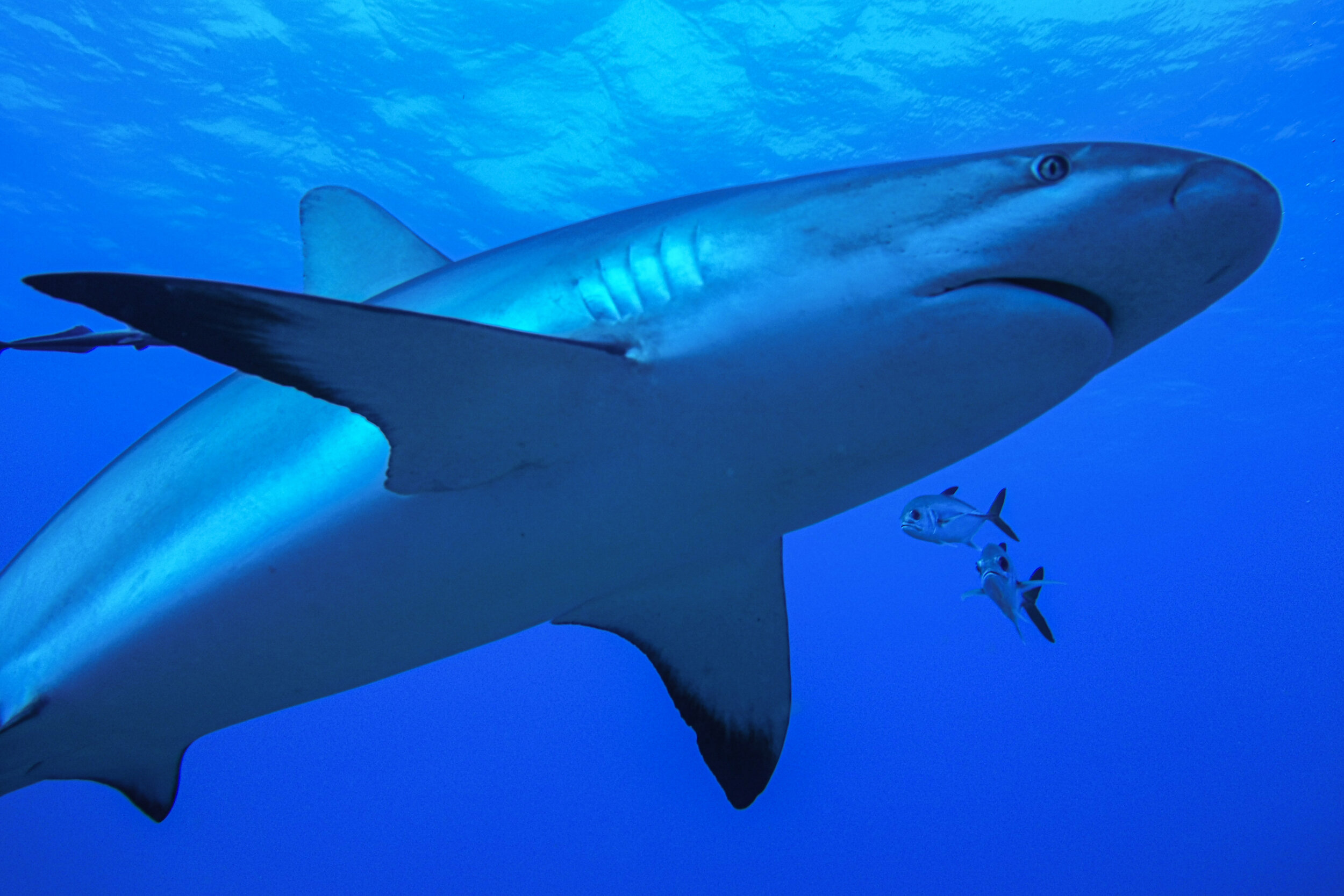  Caribbean Reef Shark 