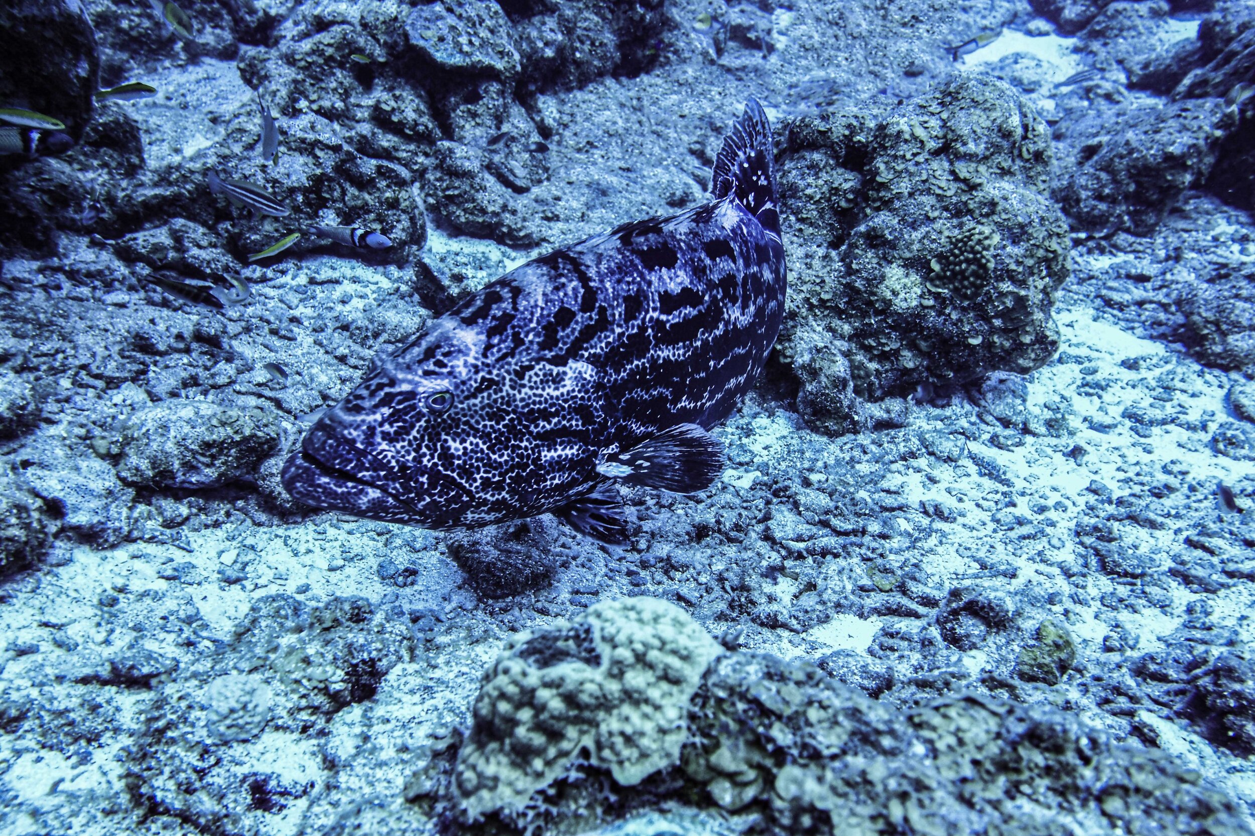  Yellowfin Grouper 
