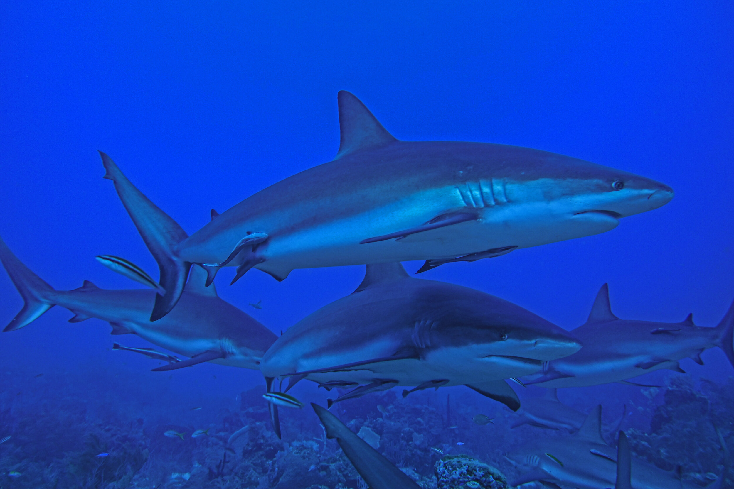  Caribbean Reef Sharks 