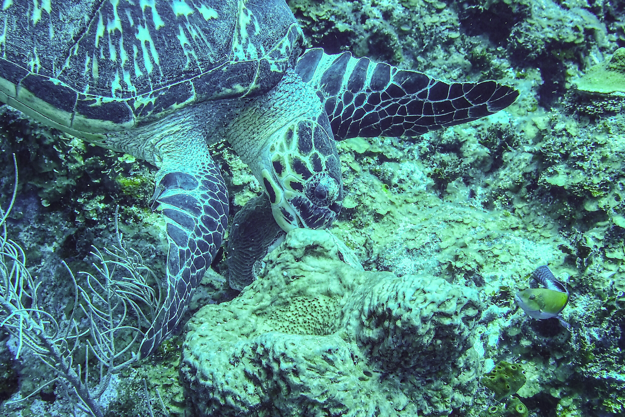  Hawksbill Sea Turtle 