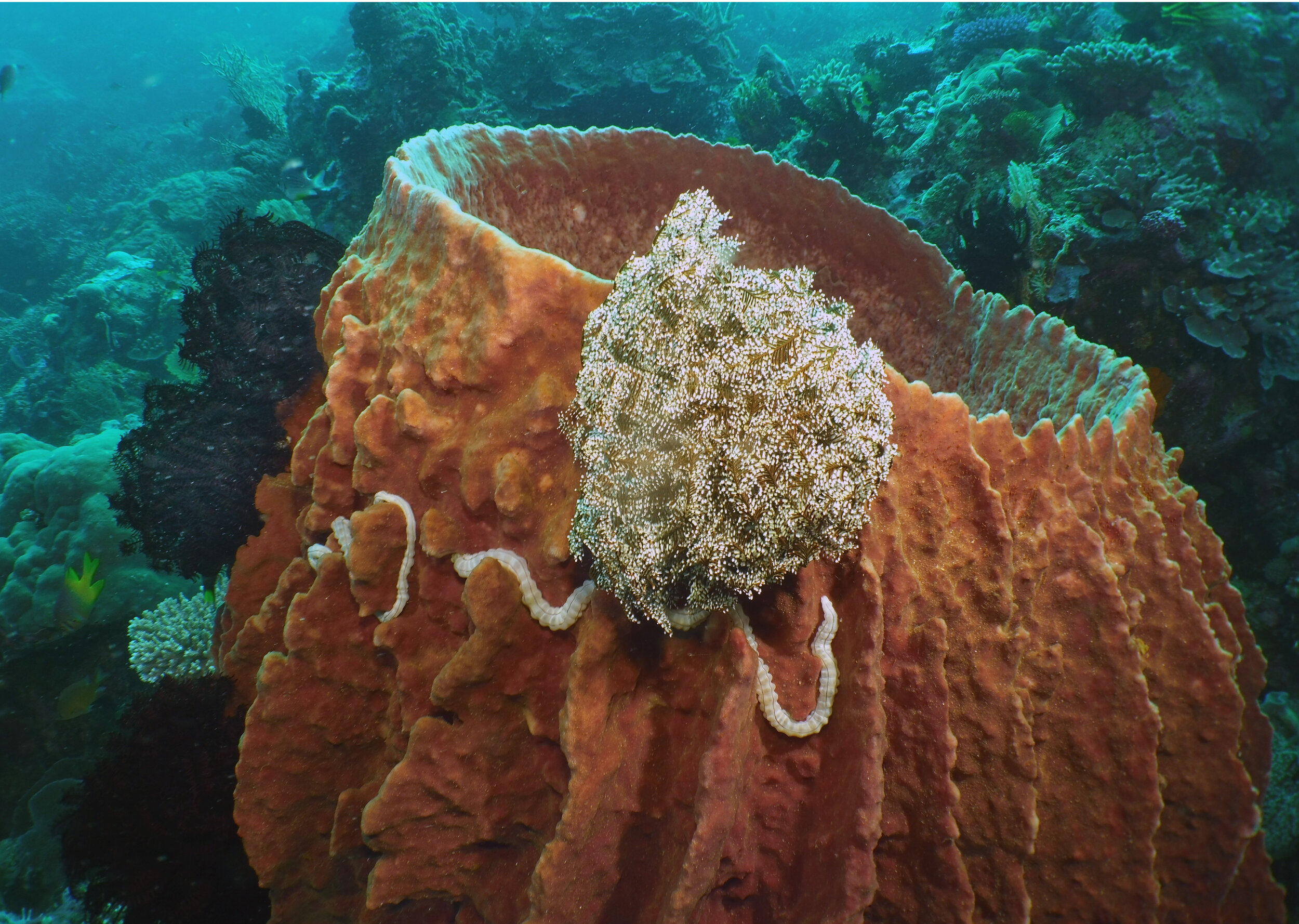  Barrel Sponge with Sea Cucumber 