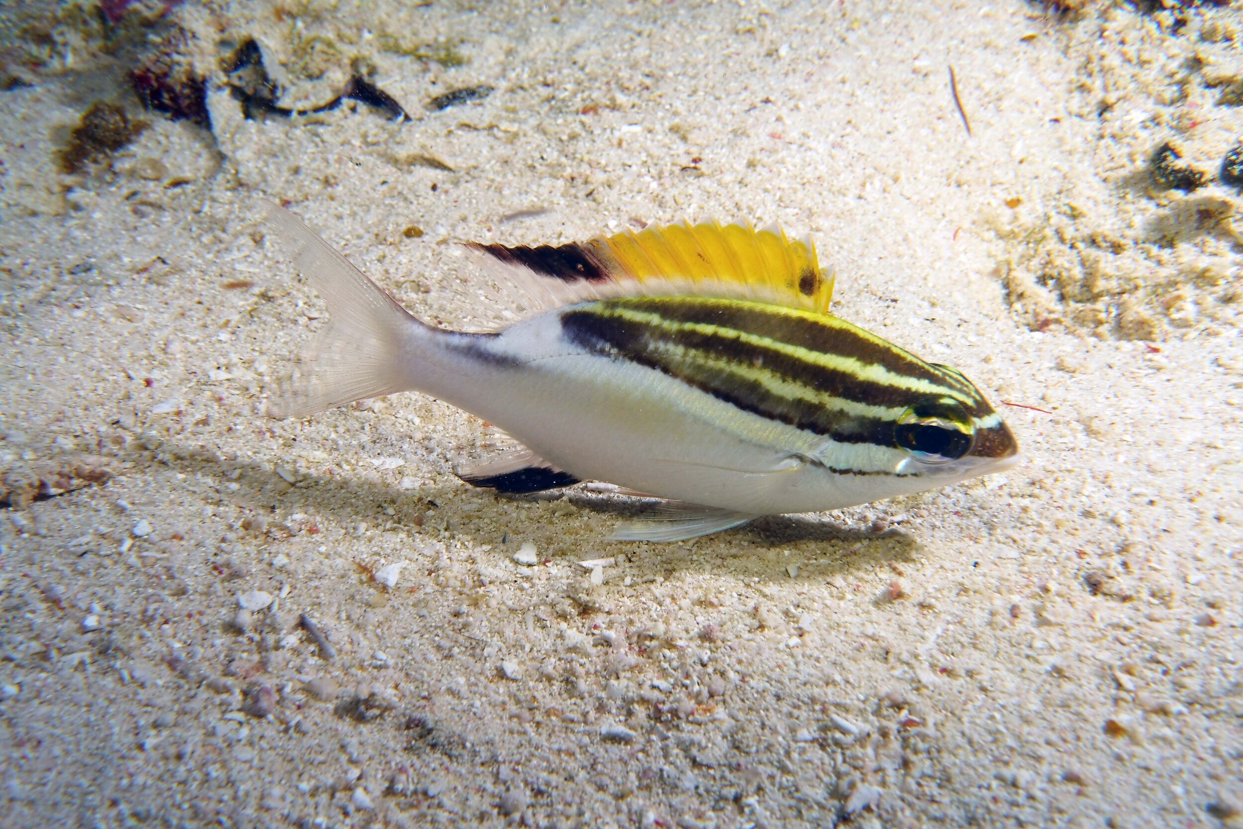  Goatfish 