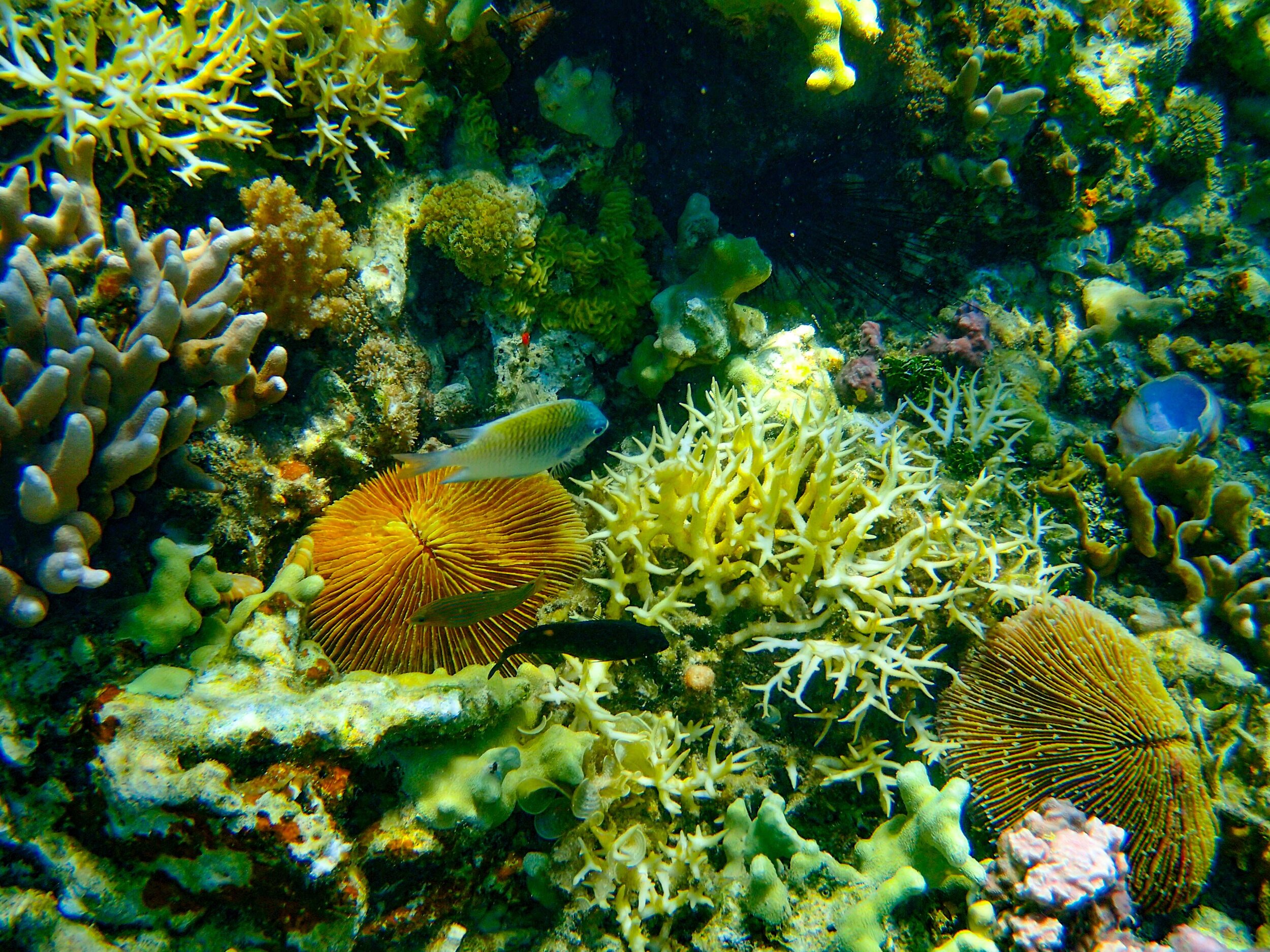  Sand Dollar Corals 