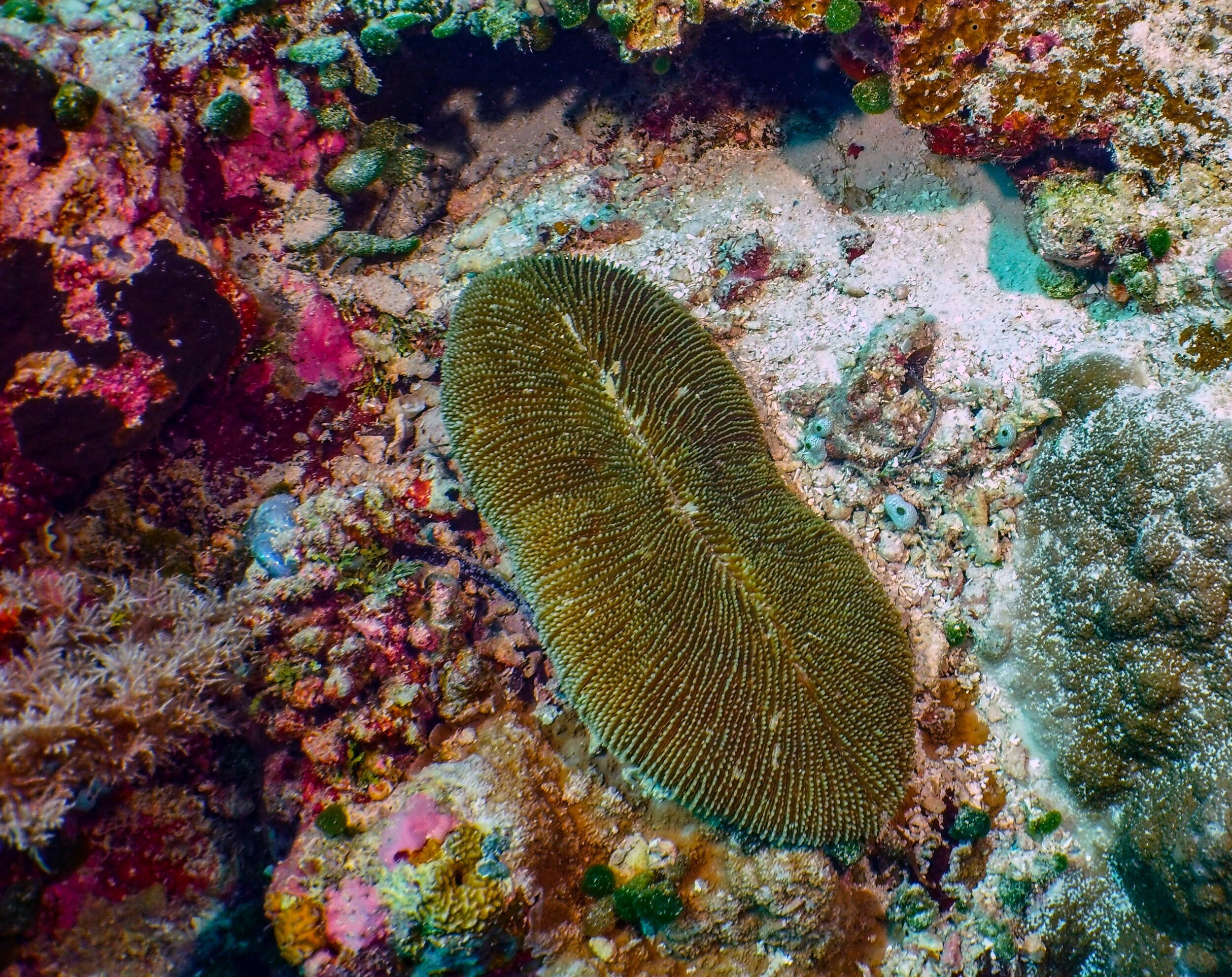  Sand Dollar Coral 