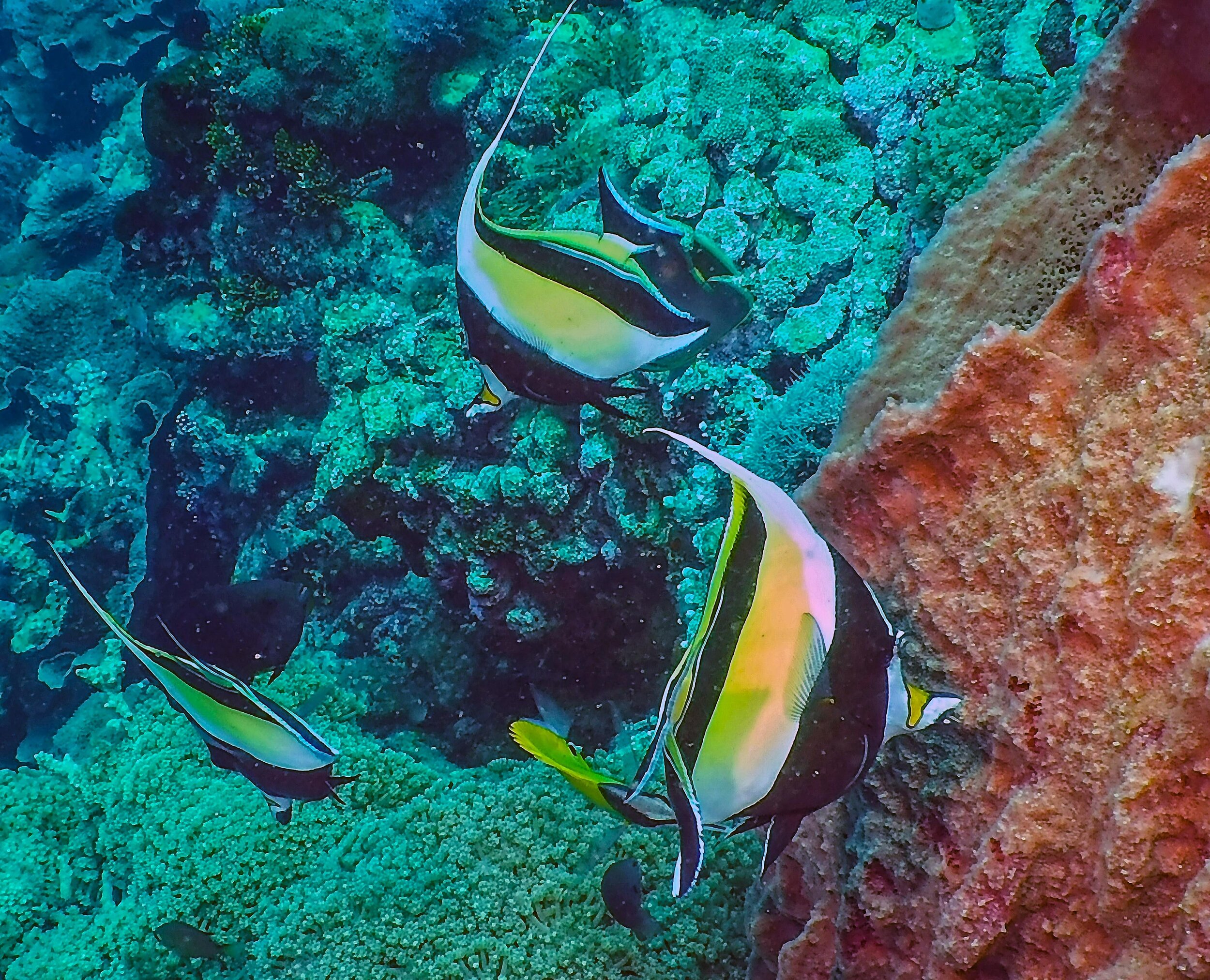  Longfin Bannerfish 