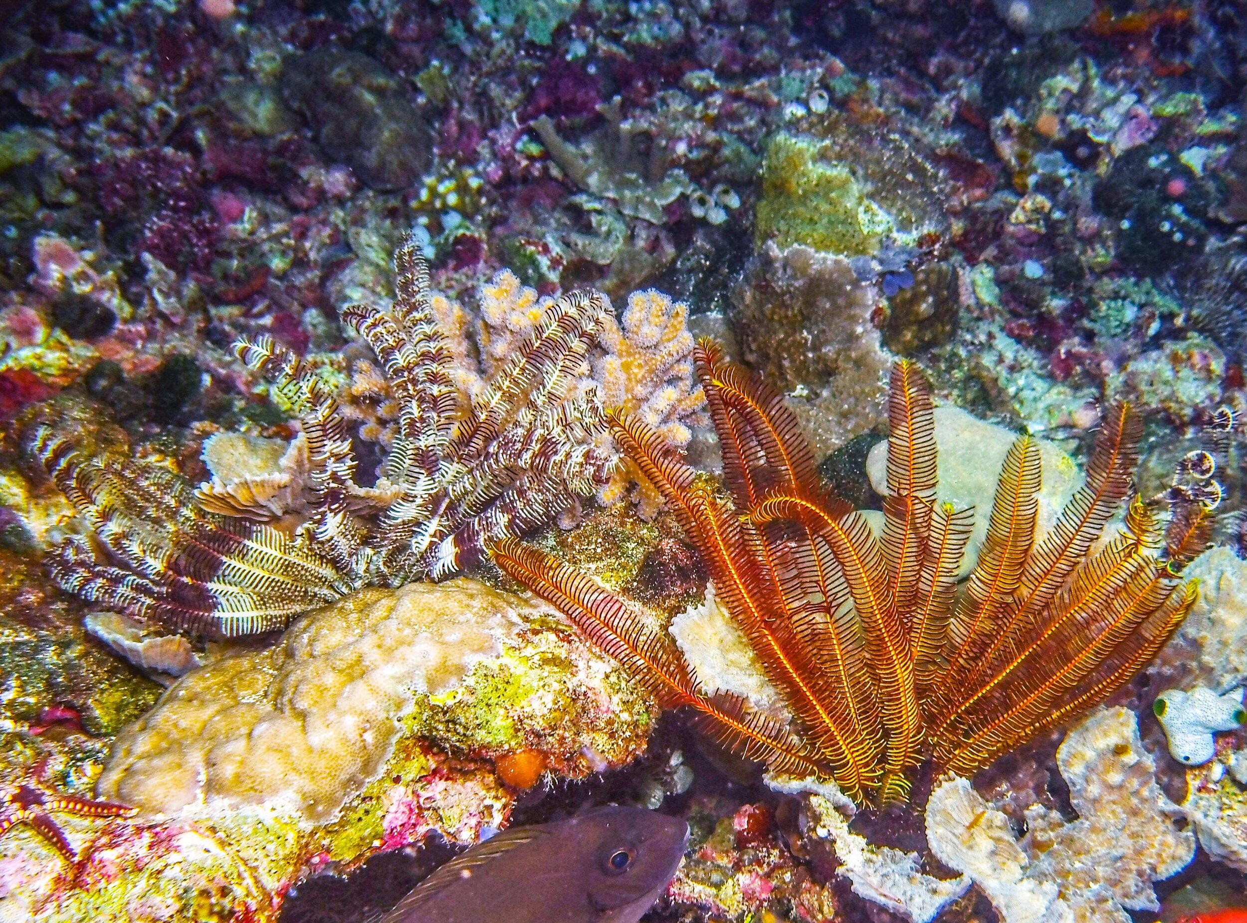  Feather Star 