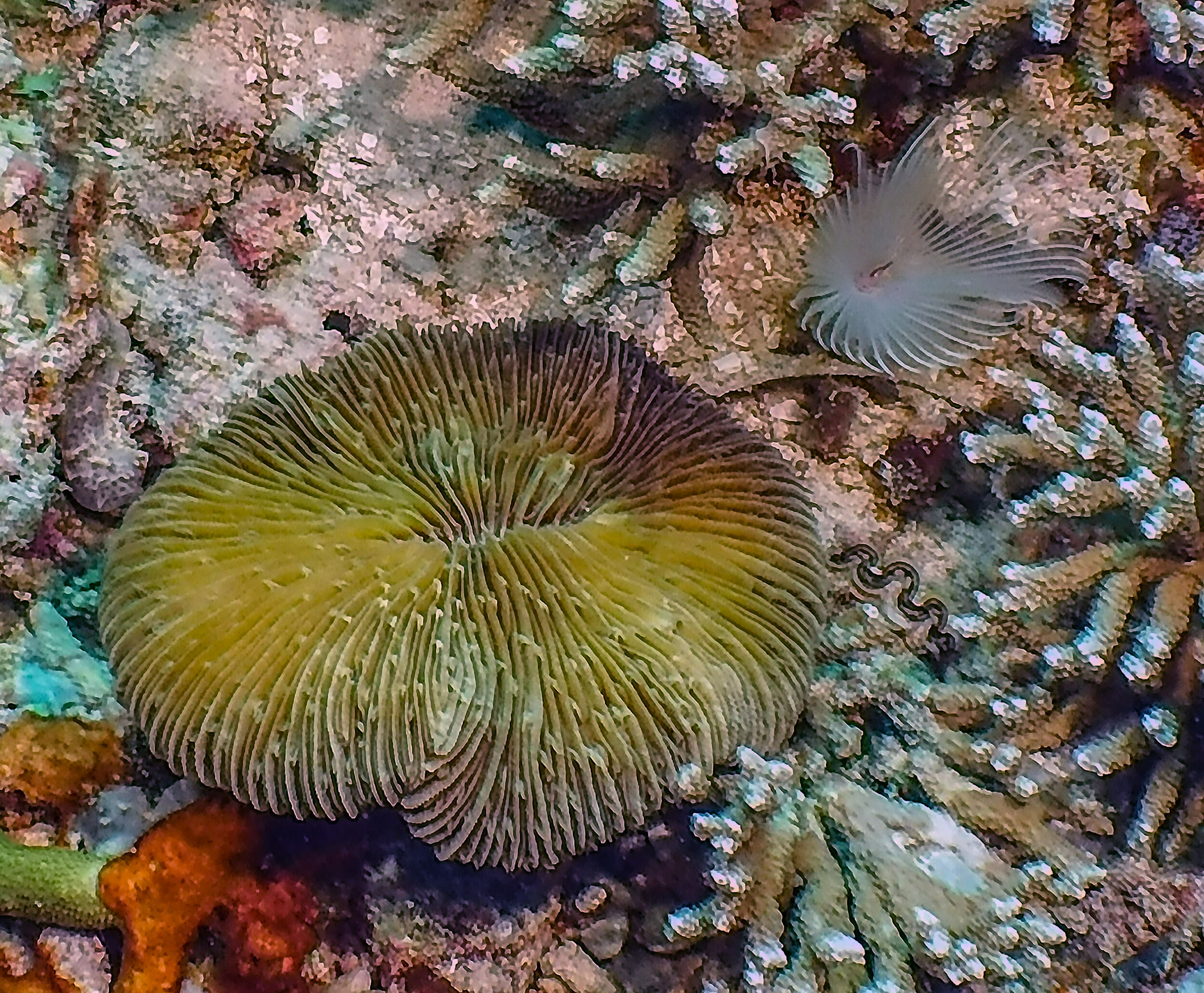  Mushroom Coral and Anemone 