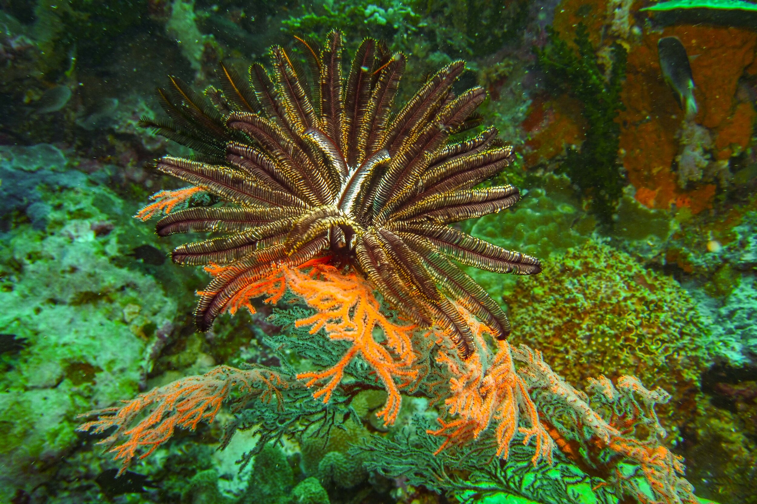  Feather Star 