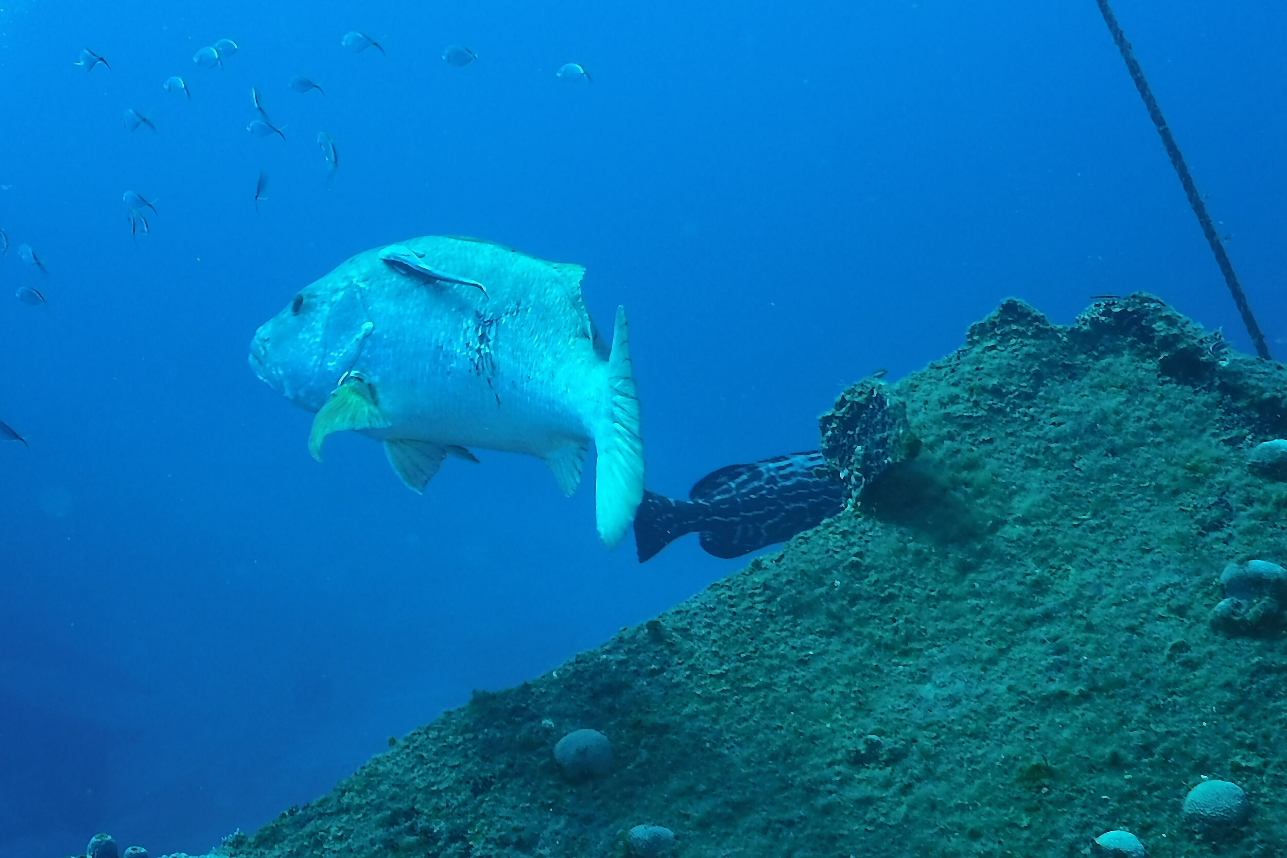  White Grouper 