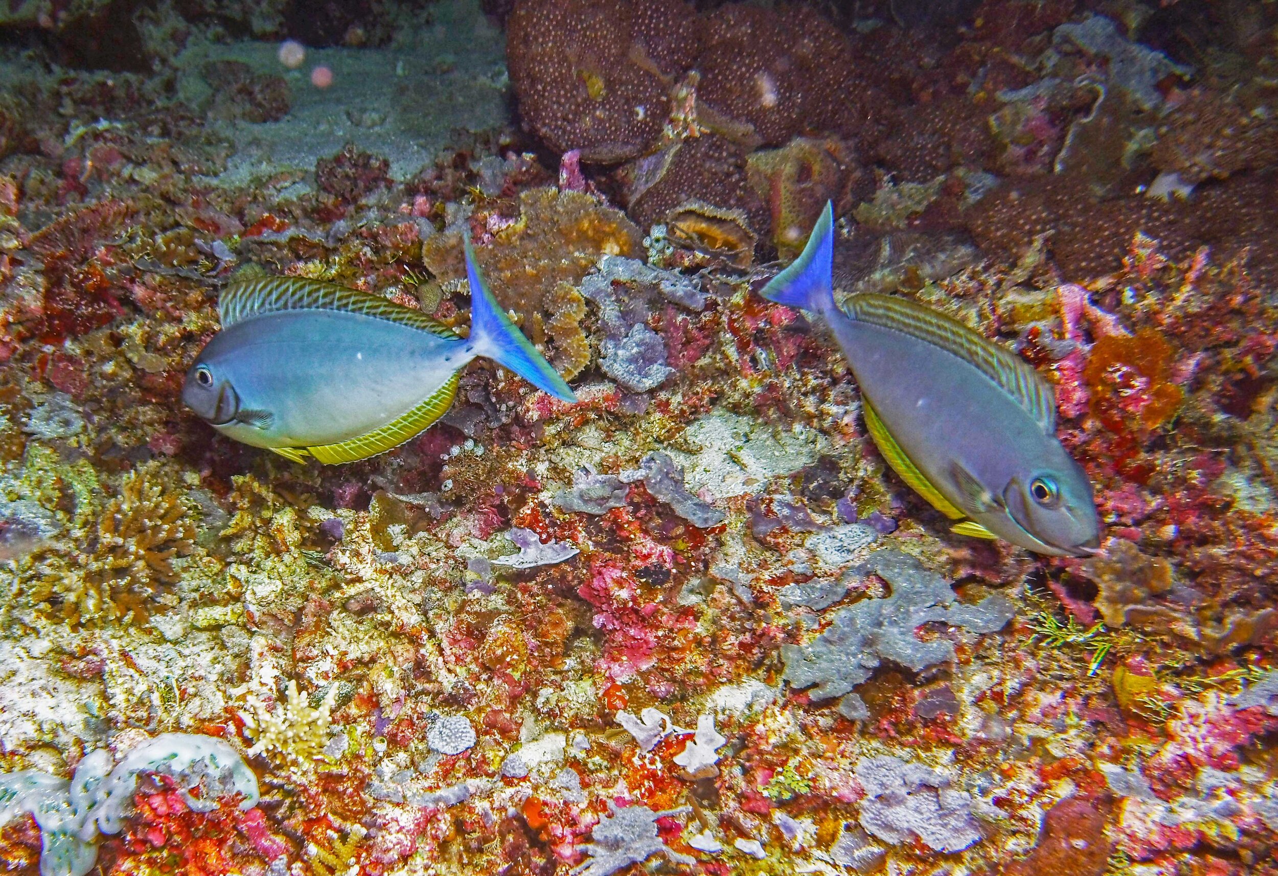  Blue Fin Trevally 